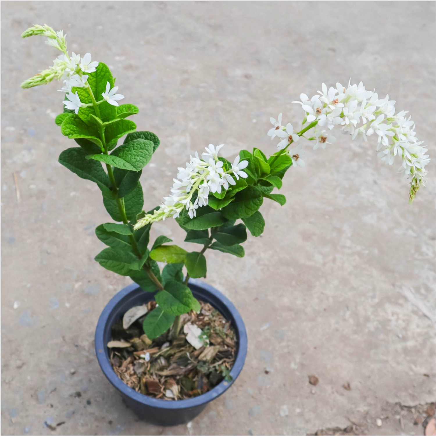 Bush White Petrea Sandpaper Rare Flowering Live Plant