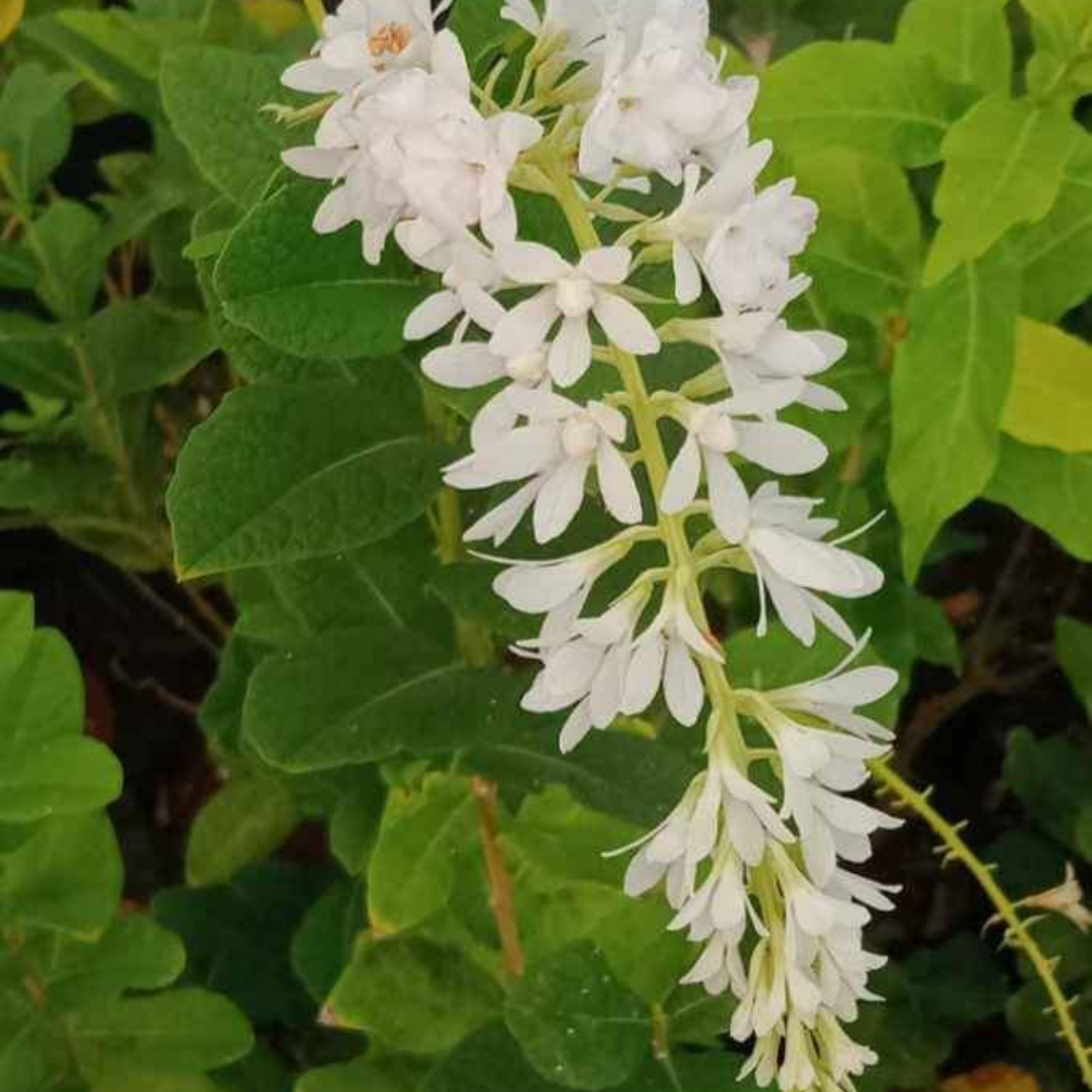 Bush White Petrea Sandpaper Rare Flowering Live Plant