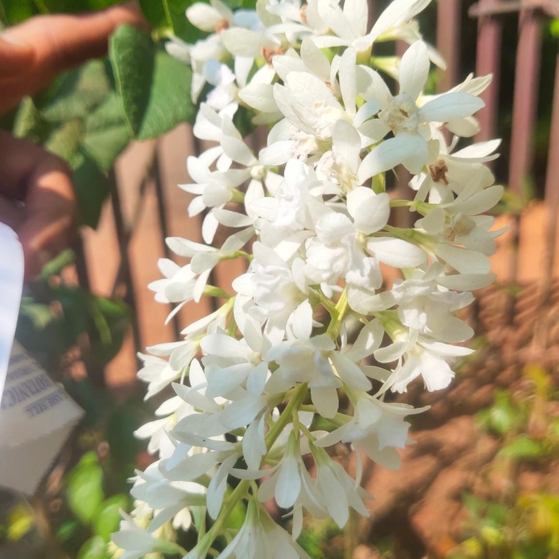 Bush White Petrea Sandpaper Rare Flowering Live Plant