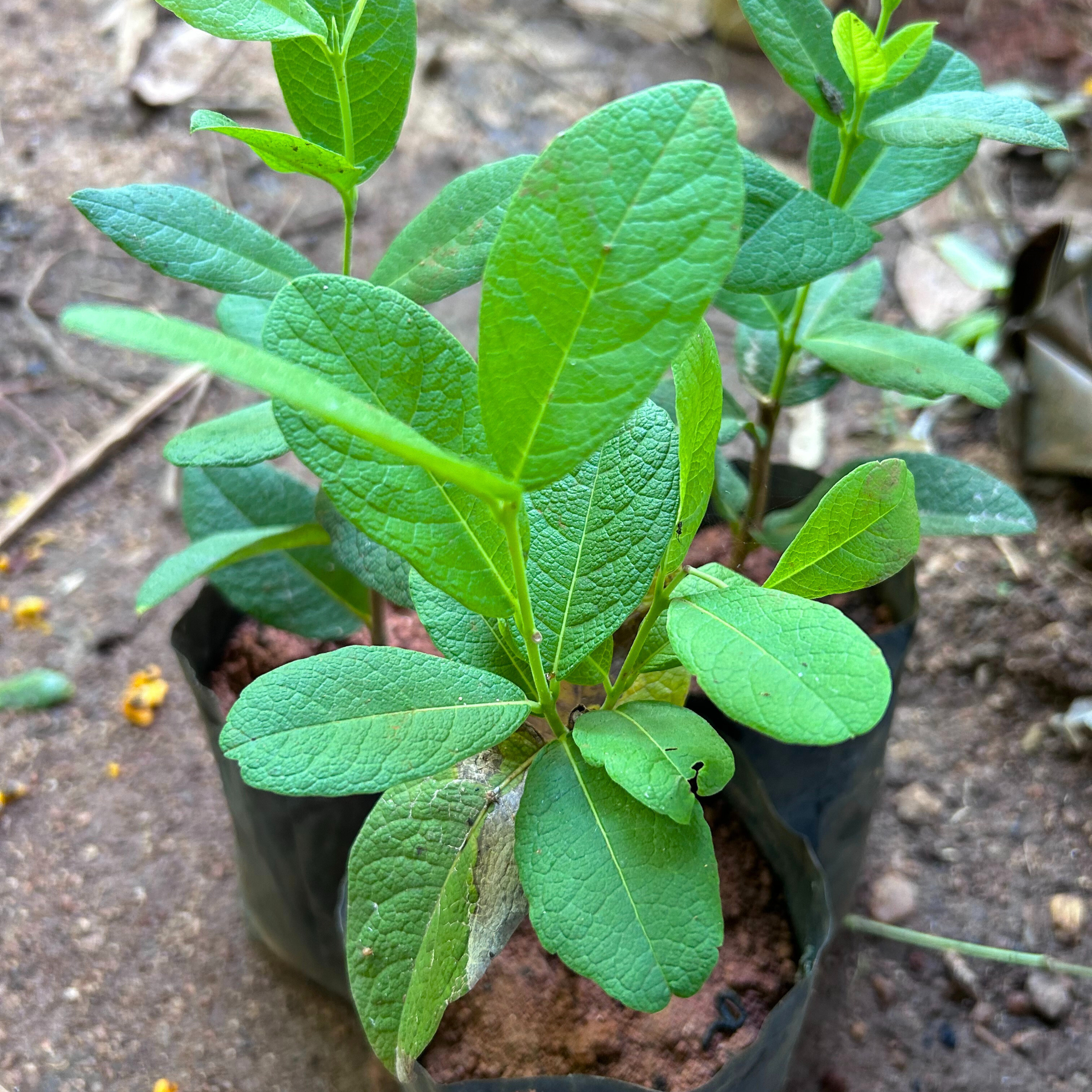 Bush White Petrea Sandpaper Rare Flowering Live Plant