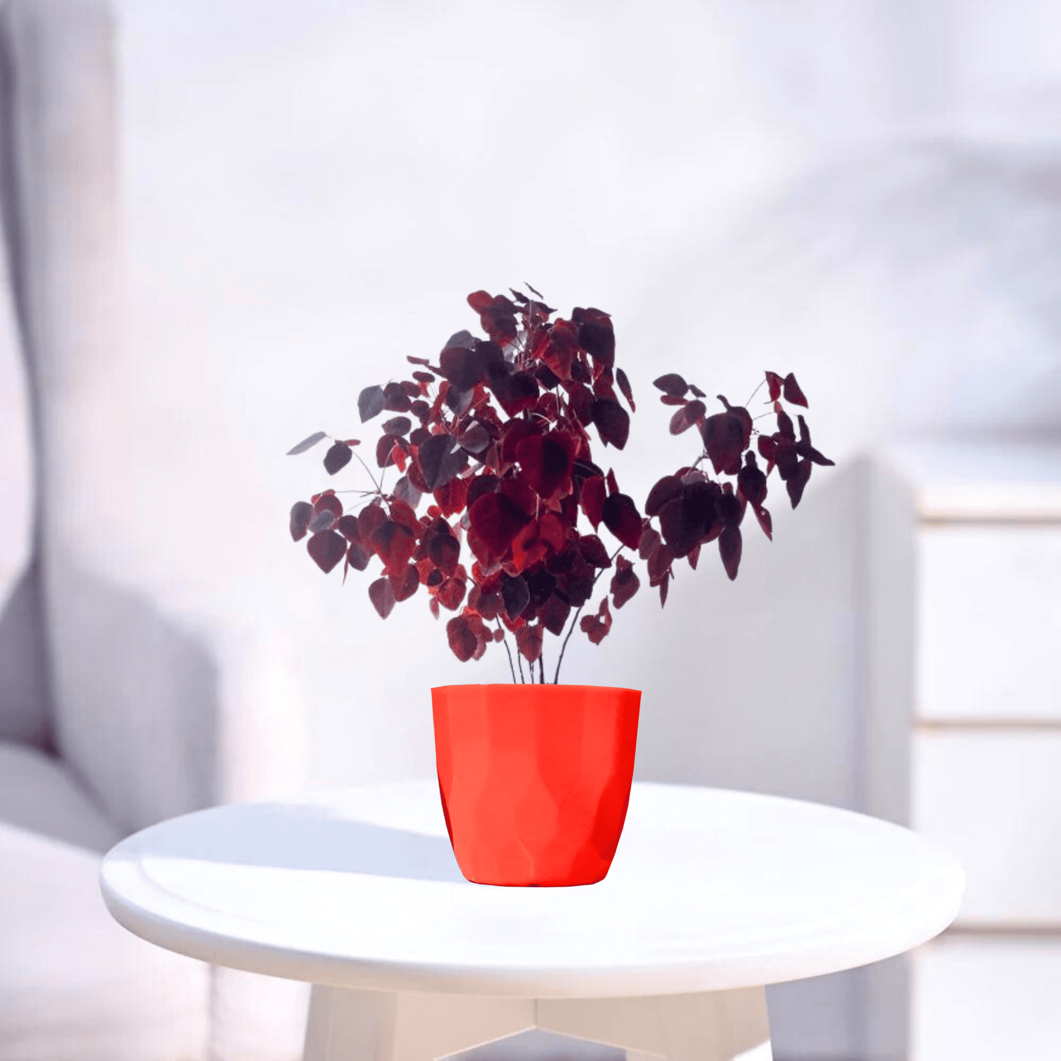 Butterfly Miniature | Indoor Plant