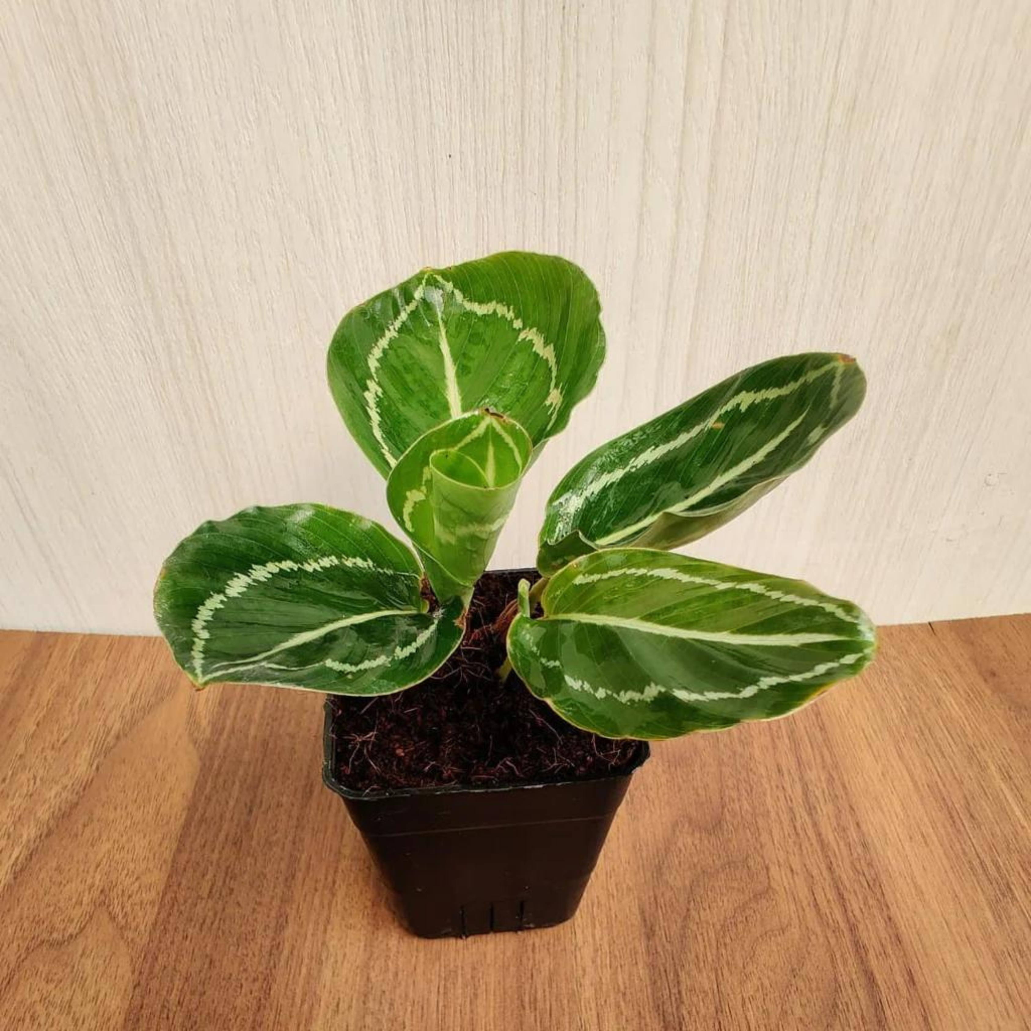 Calathea Green Lipstick Live Plant