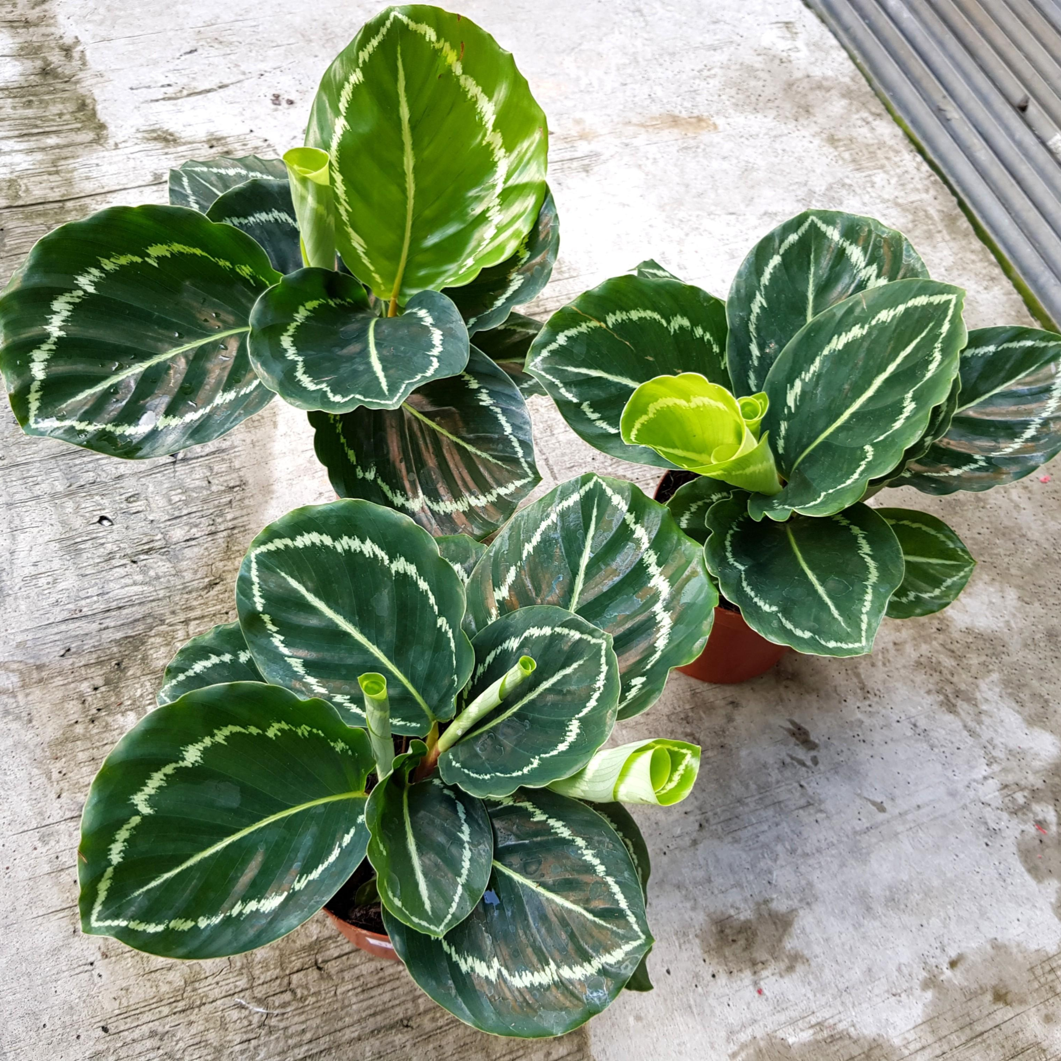 Calathea Green Lipstick Live Plant