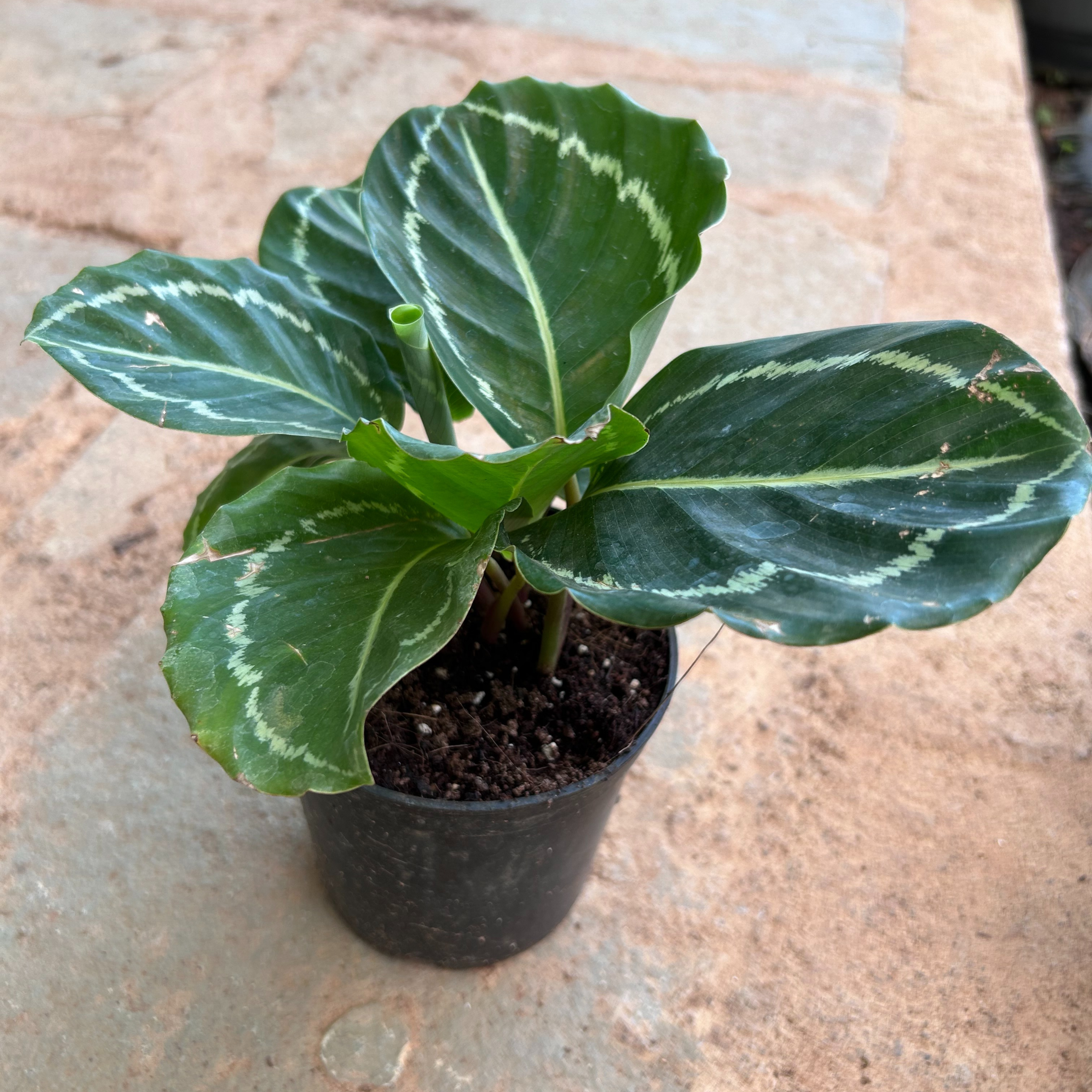 Calathea Green Lipstick Live Plant