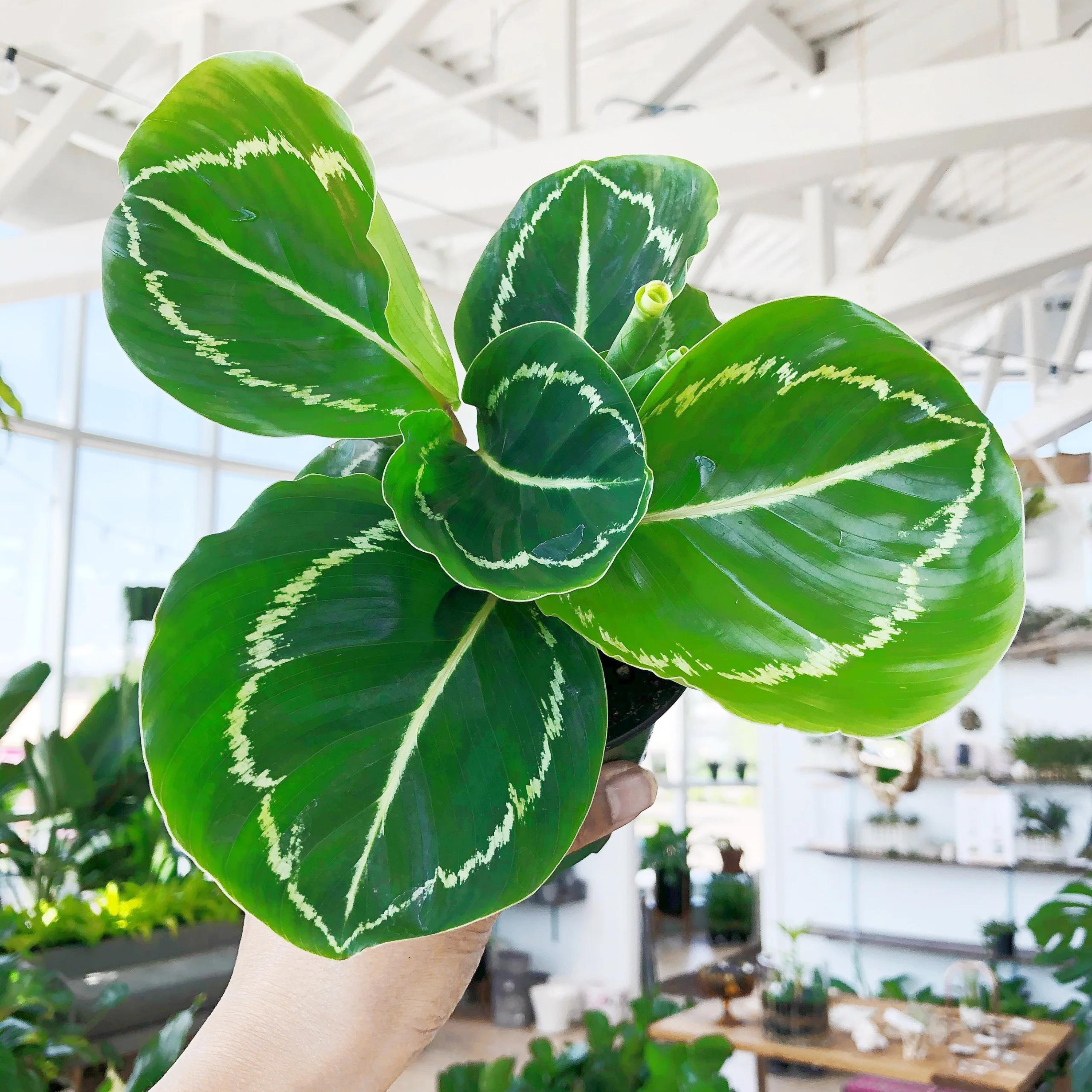 Calathea Green Lipstick Live Plant