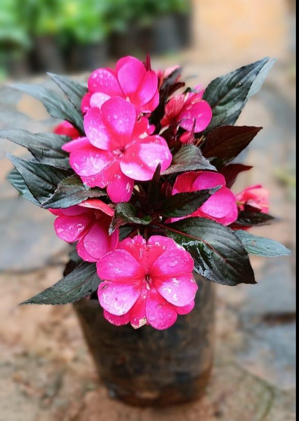 Chinese Balsam Pink (Impatiens balsamina) Rare All Time Flowering Live Plant