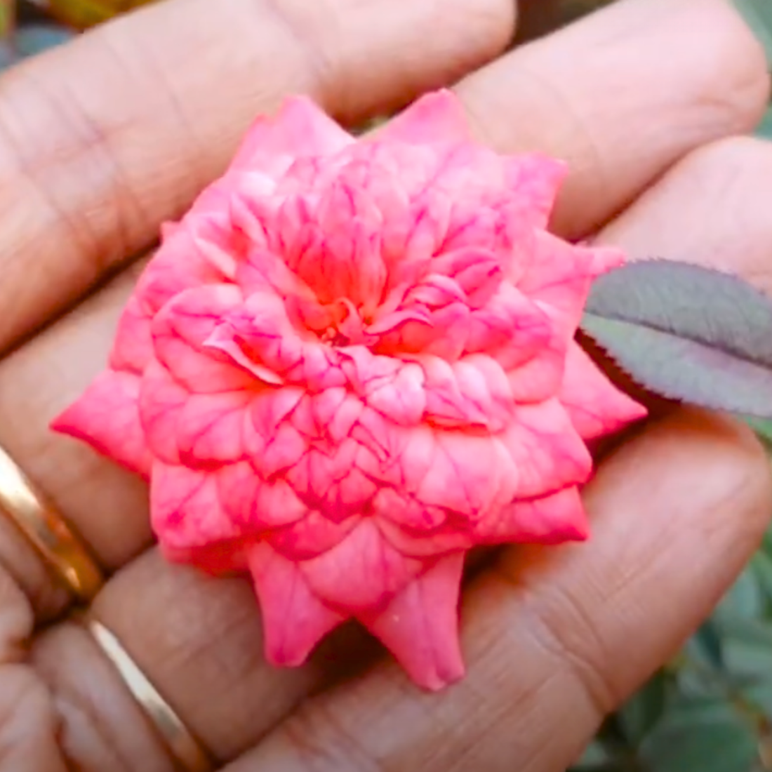 Cri Cri Rose Pink Grafted Rare Flowering Live Plant
