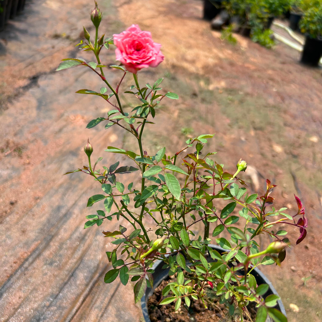 Cri Cri Rose Pink Grafted Rare Flowering Live Plant