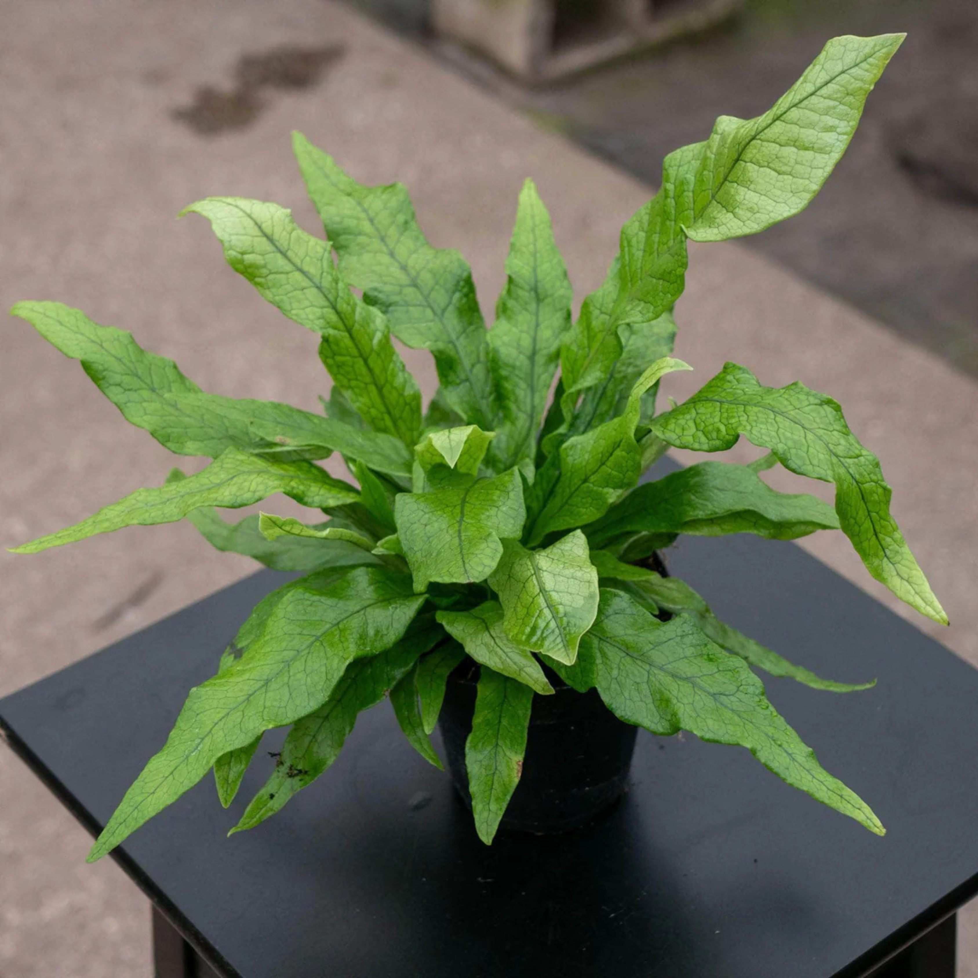 Crocodile Fern (Microsorum musifolium) Indoor/Outdoor Live Plant