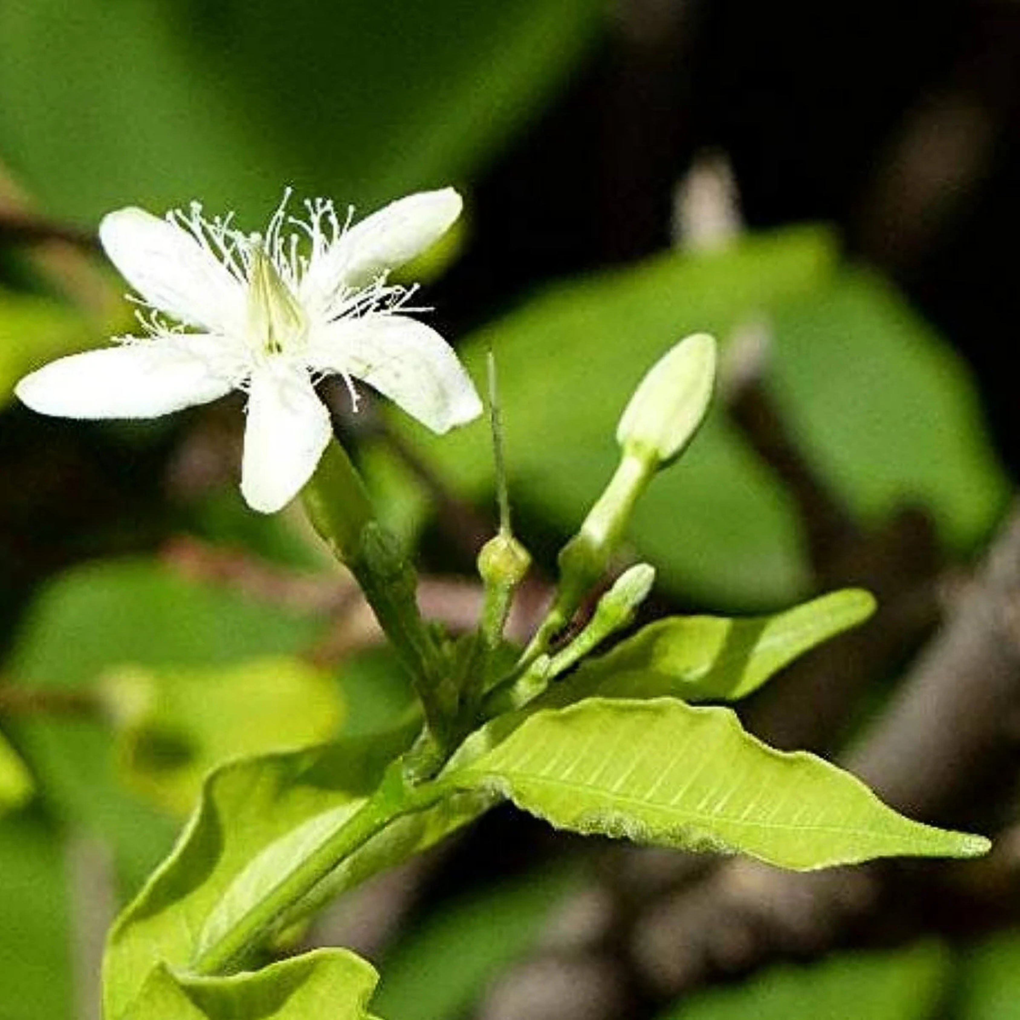 Danthapala (Wrightia tinctoria) Medicinal / Flowering Live Plant