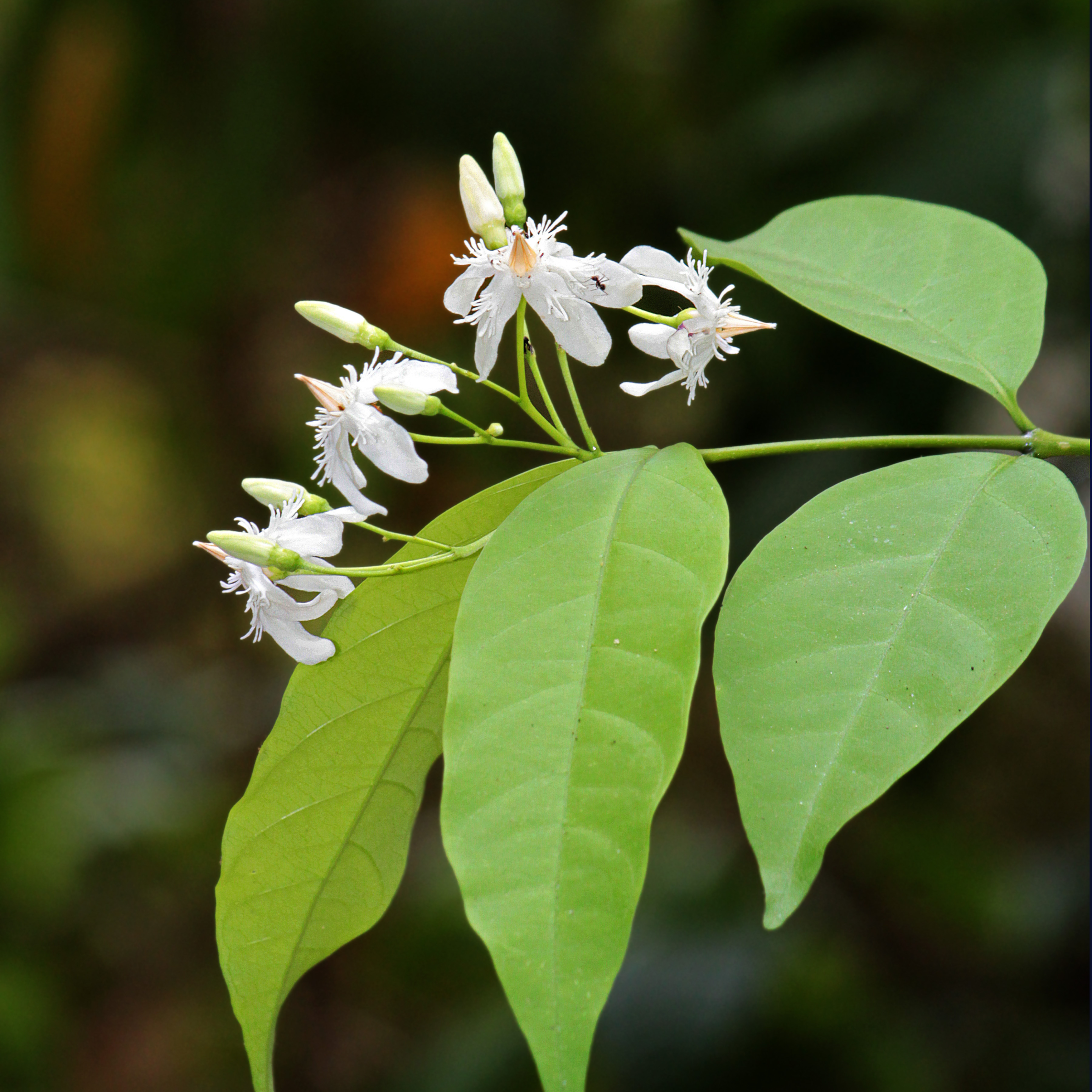 Danthapala (Wrightia tinctoria) Medicinal / Flowering Live Plant