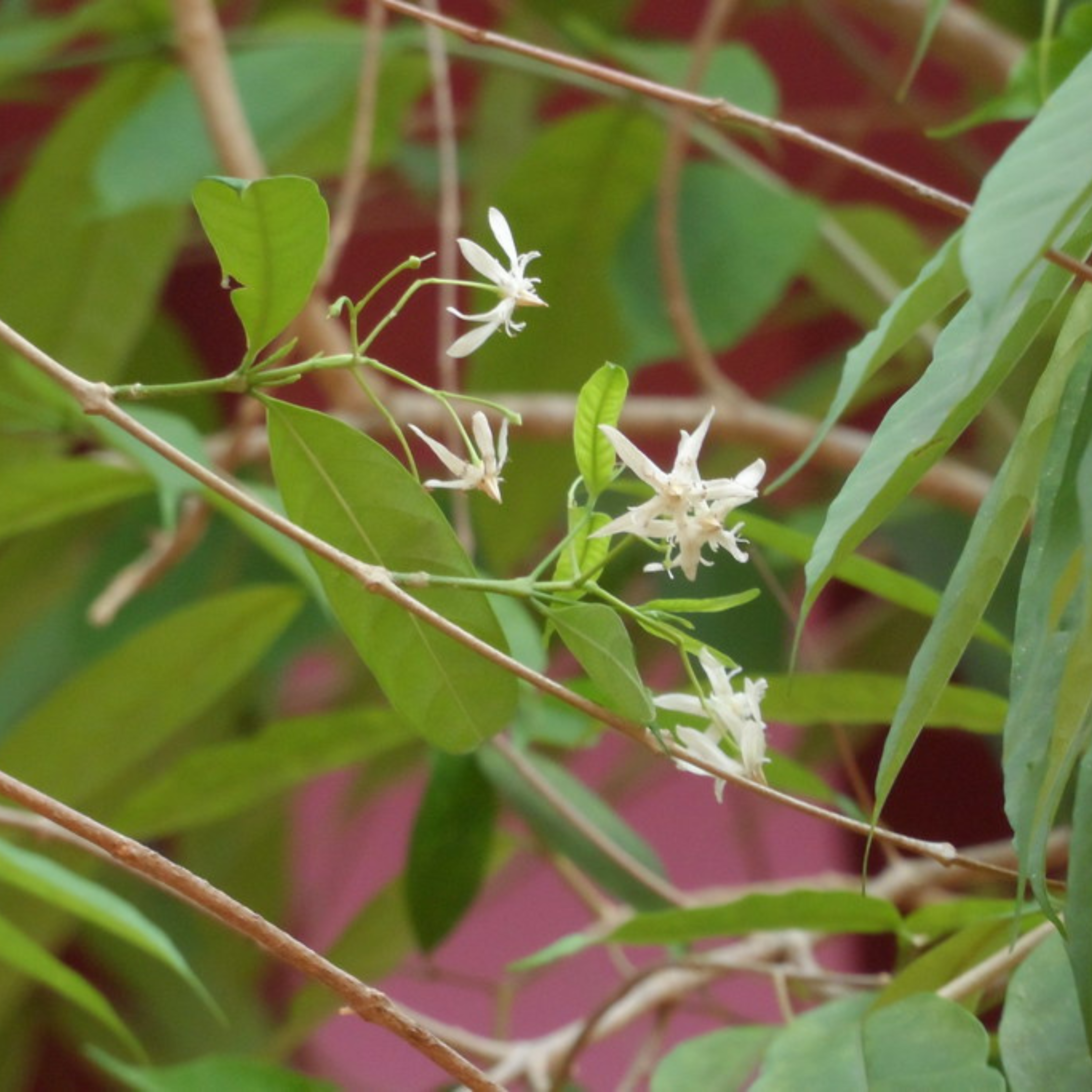 Danthapala (Wrightia tinctoria) Medicinal / Flowering Live Plant