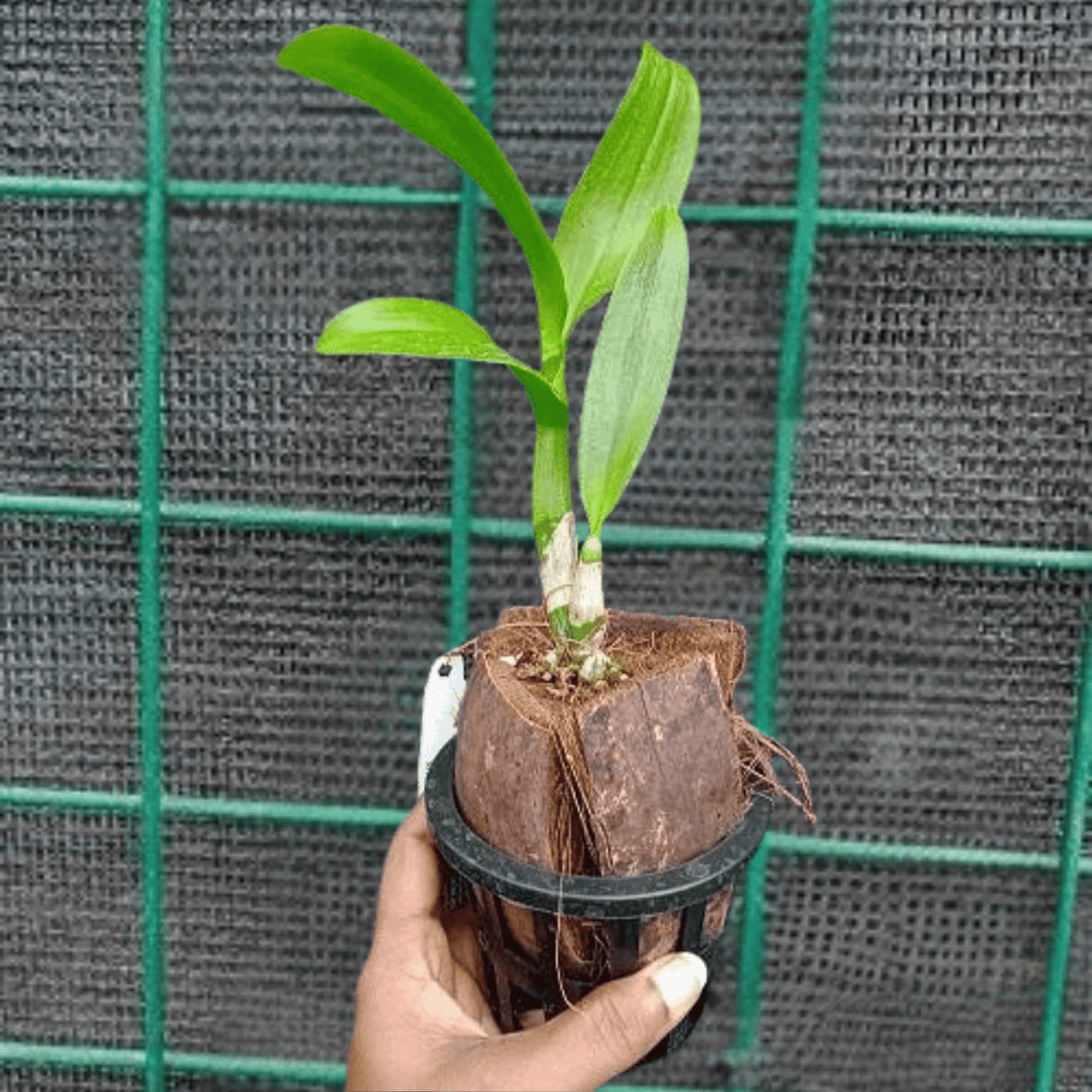 Dendrobium Green Way (Blooming Size)