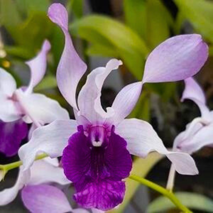 Dendrobium Indonesia Raya Blue - Blooming Size