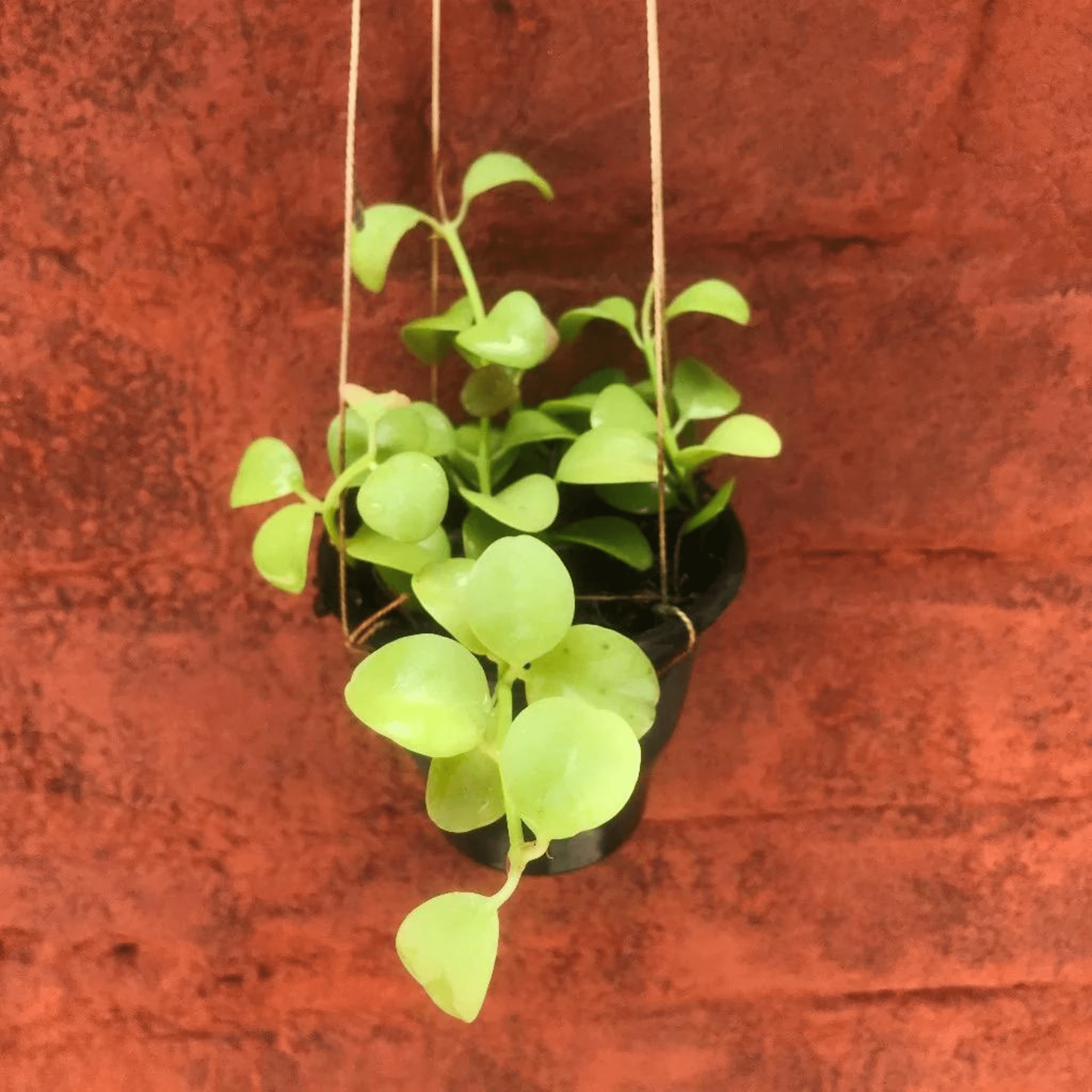 Dischidia Geri (Pack of 2)