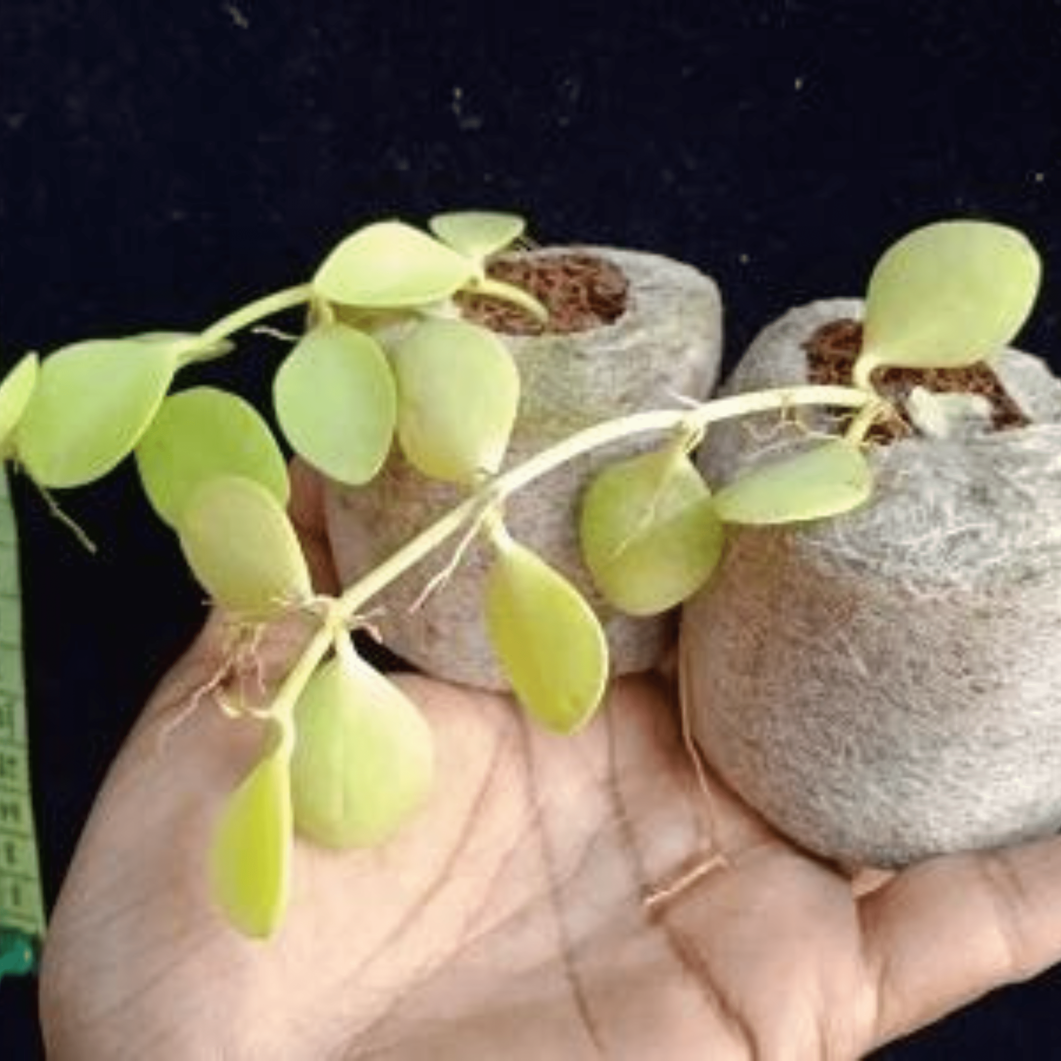 Dischidia Geri (Pack of 2)