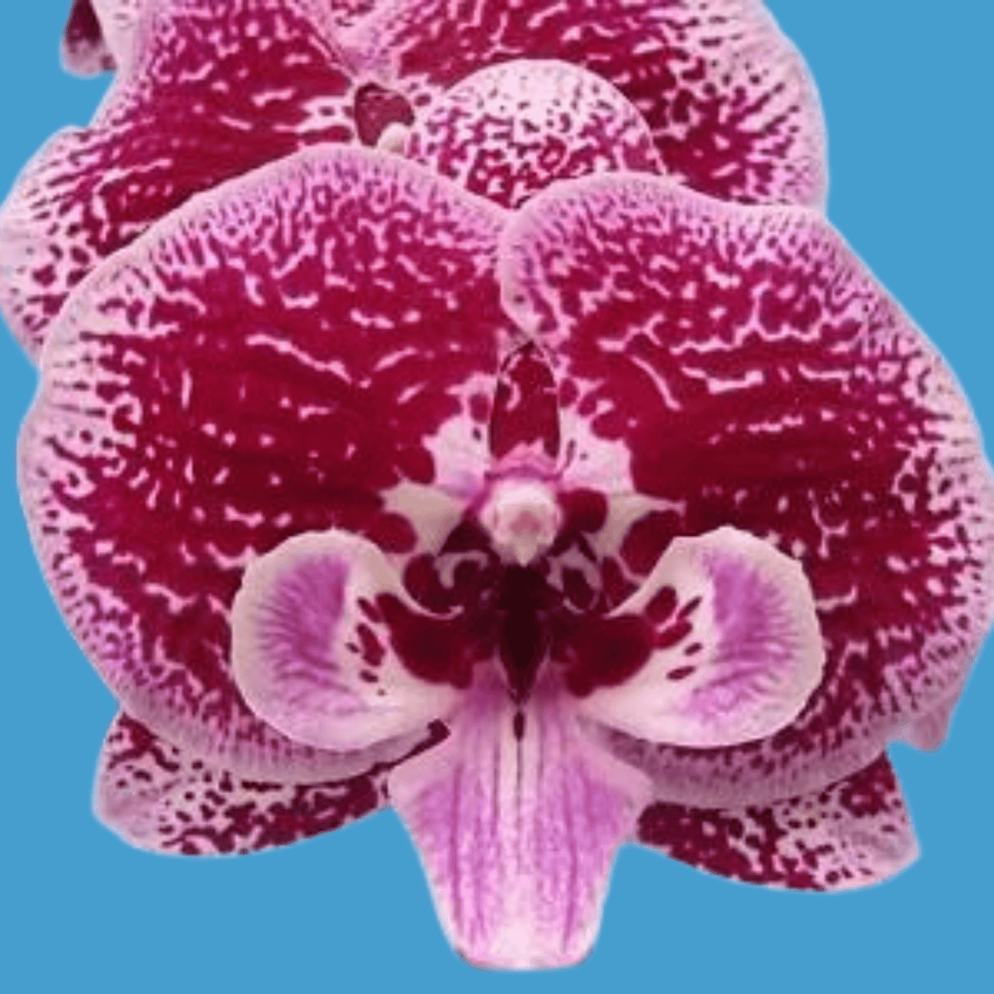 Doritaenopsis Fuller’s AH-Plus ‘3837’ - Blooming Size