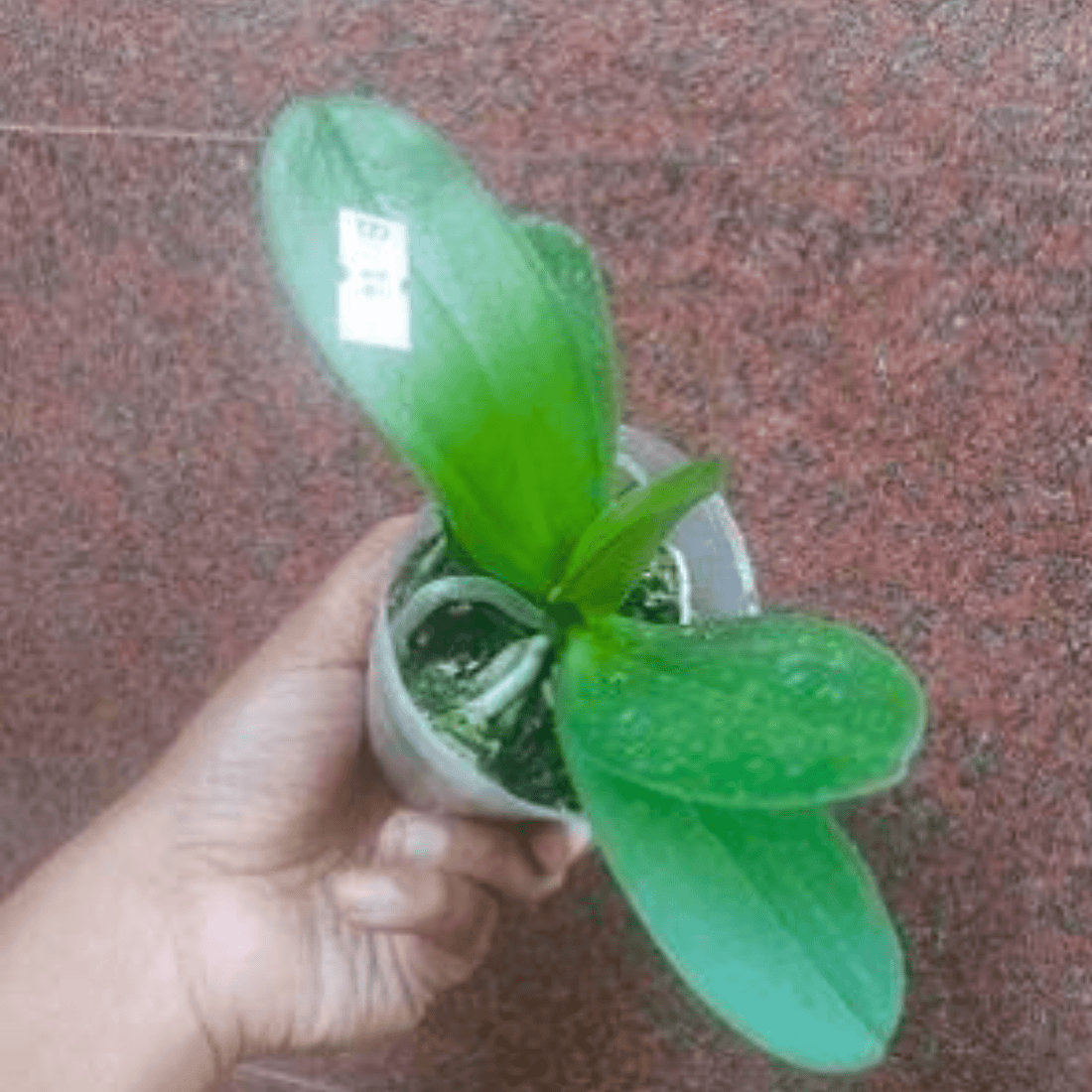 Doritaenopsis Fuller’s AH-Plus ‘3837’ - Blooming Size