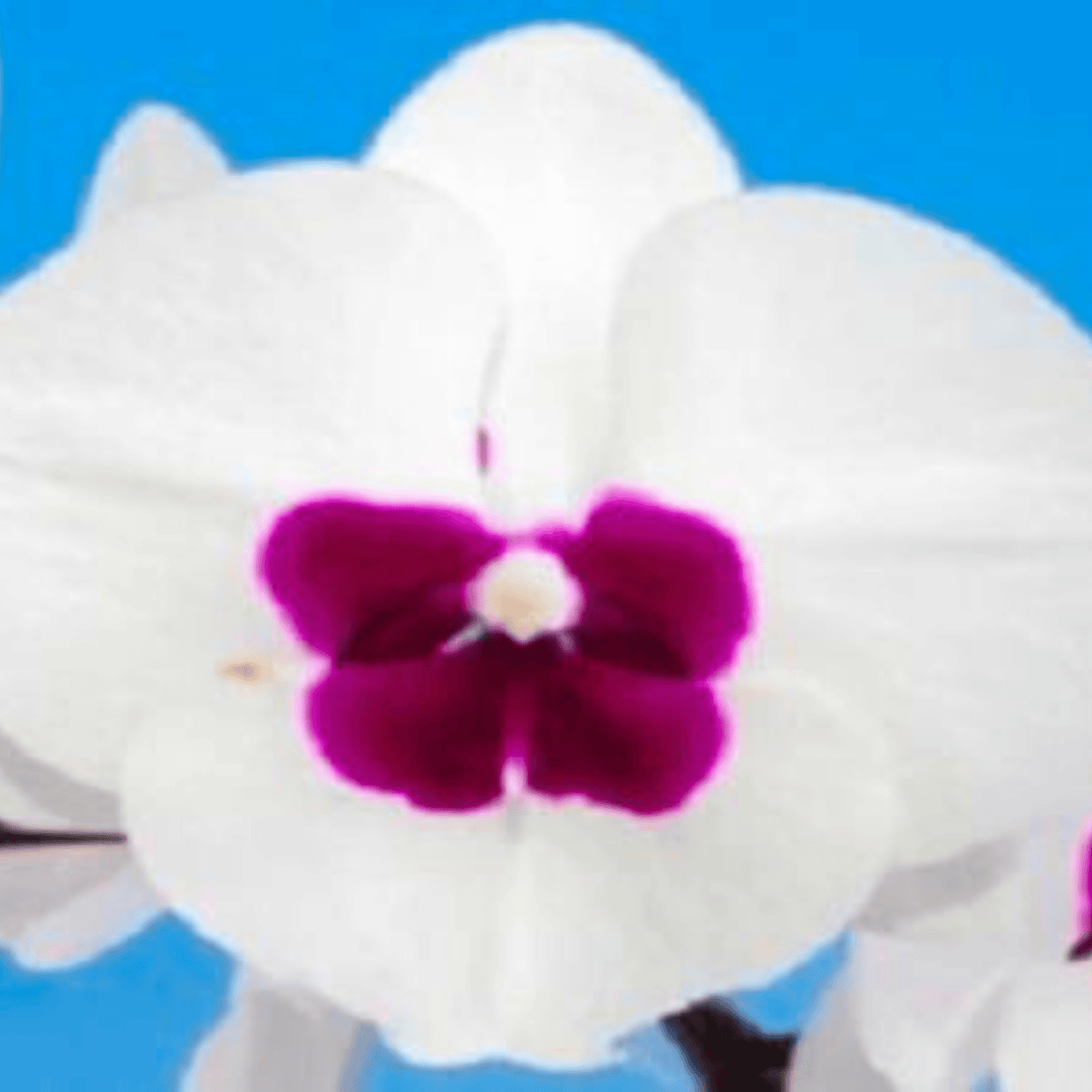 Doritaenopsis Fuller’s ‘89323’ - Blooming Size