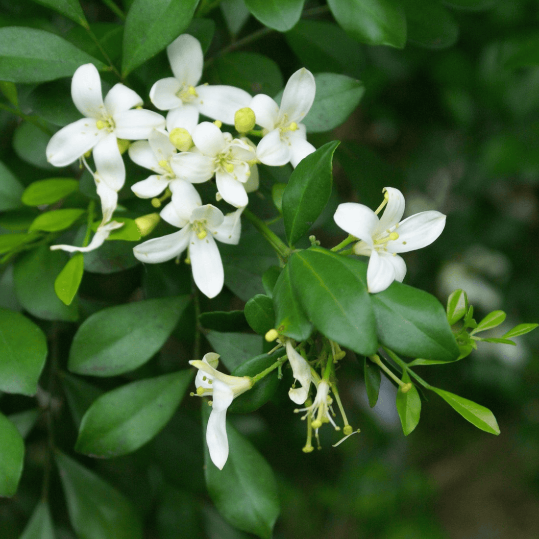 Dwarf Kamini (Murraya Paniculata) Highly Fragrant Rare Flowering Live Plant