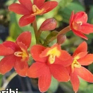 Epidendrum. Star Valley Kagaribi (seedling)