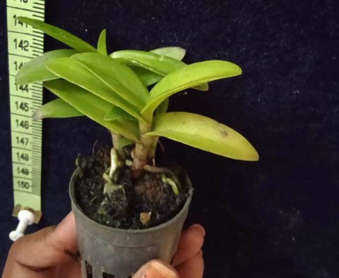Epidendrum. Star Valley Kagaribi (seedling)
