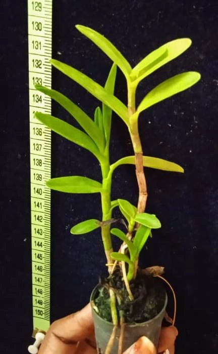Epidendrum. Wedding Valley ‘Sakura’ (Seedling)
