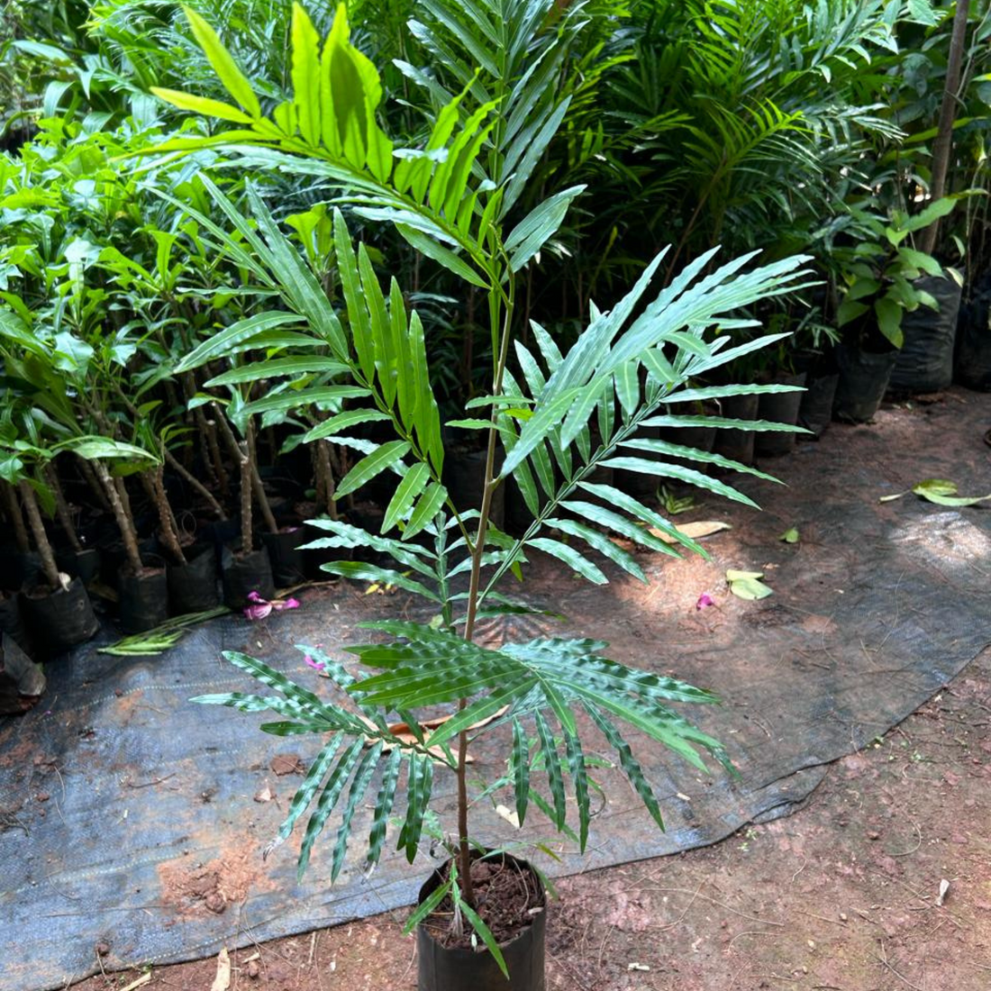 Fern Tree (Cyatheales) Ornamental Live Plant