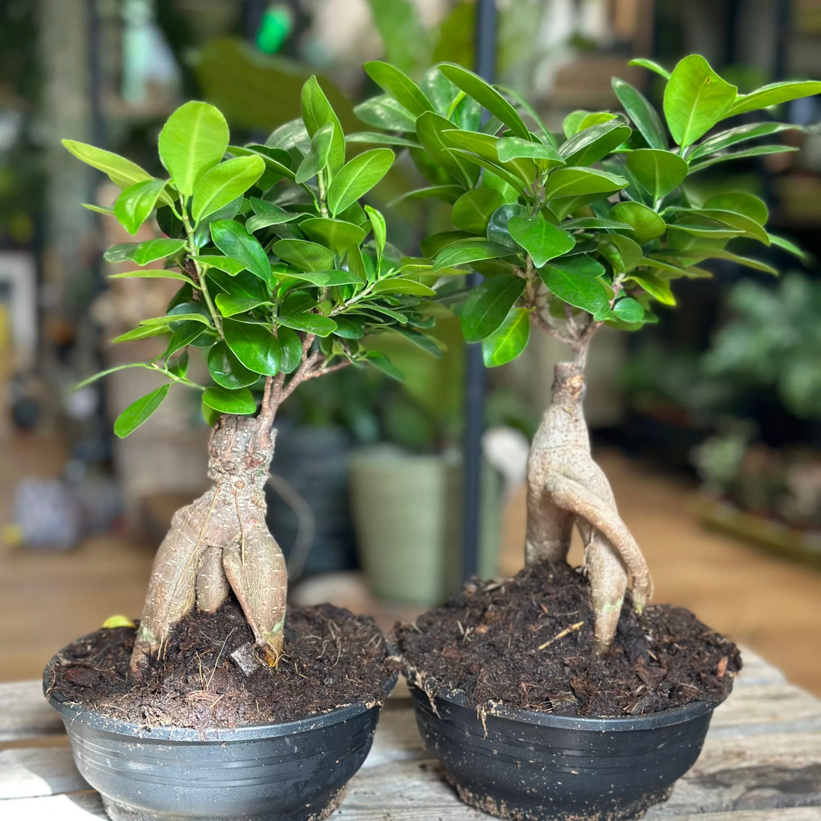 Ficus Microcarpa Ginseng Bonsai Indoor Live Plant