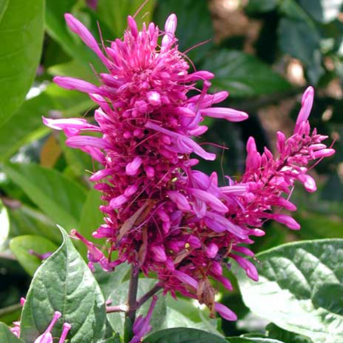 Firespike (Odontonema) Rare Flowering Live Plant