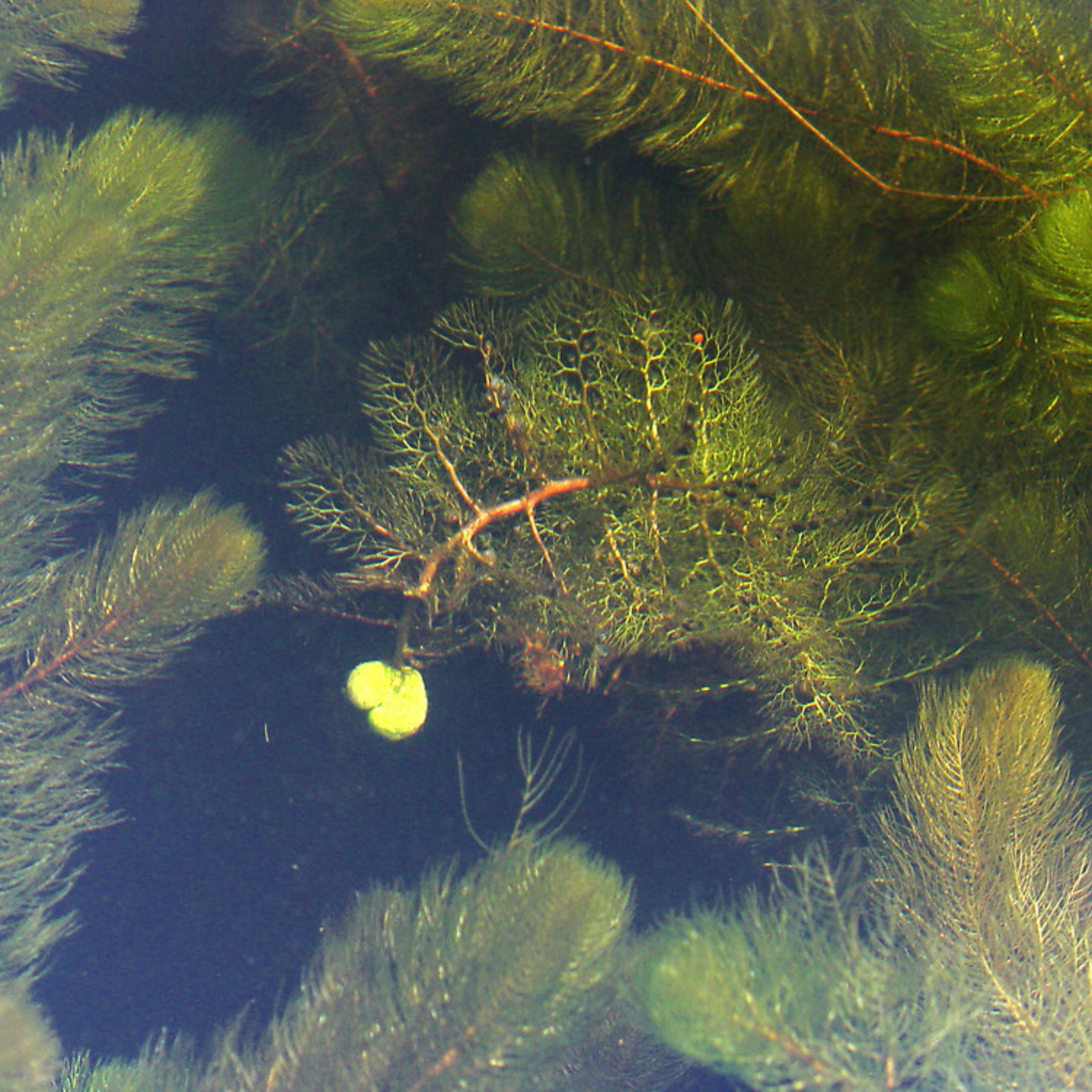 Greater Bladderwort (Utricularia vulgaris) Aquarium Live Plant