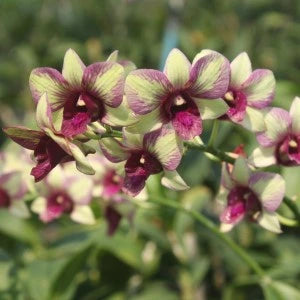 Dendrobium Nippom green star &