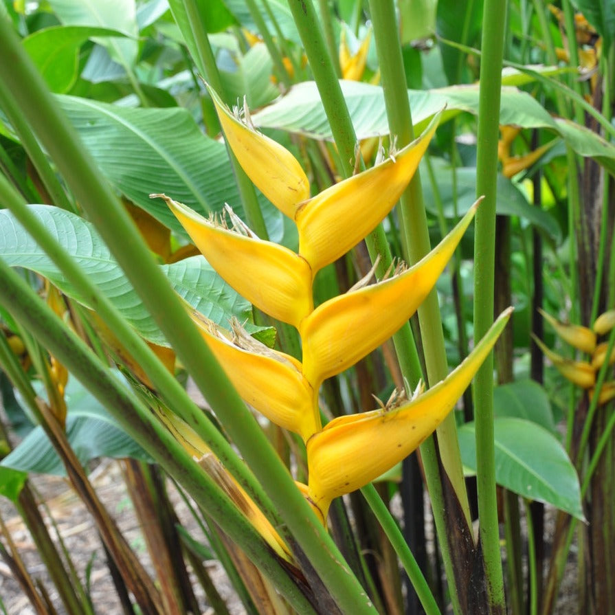 Heliconia Lobster Claw Yellow Flowering Live Plant