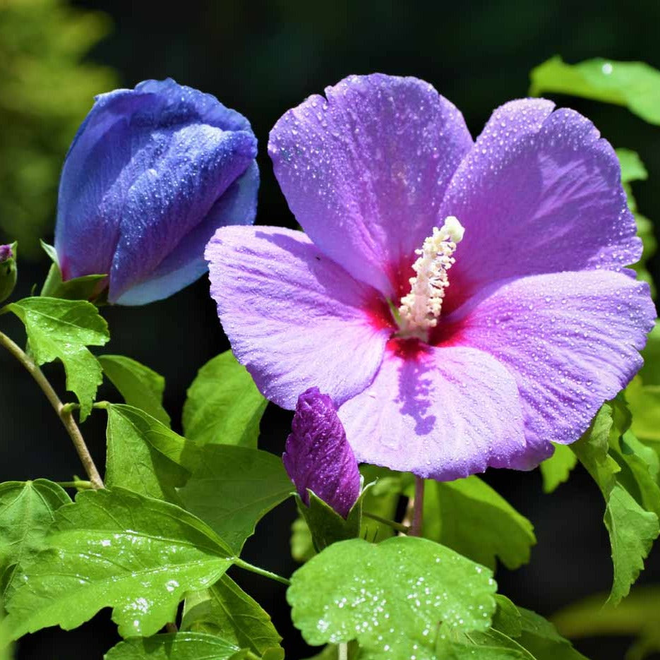 Purple Hibiscus Live Plant with Buds