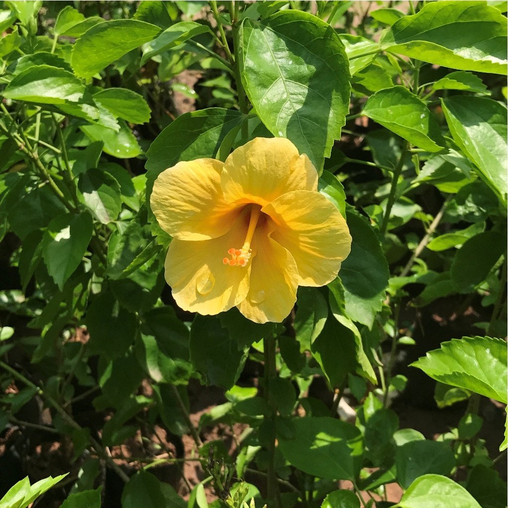 Hibiscus Yellow Flowering Live Plant
