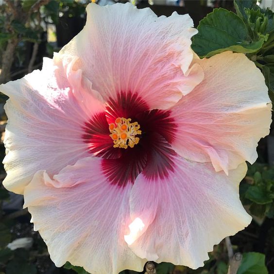 Hibiscus Pink and White Double Shade Hybrid Flowering Live Plant