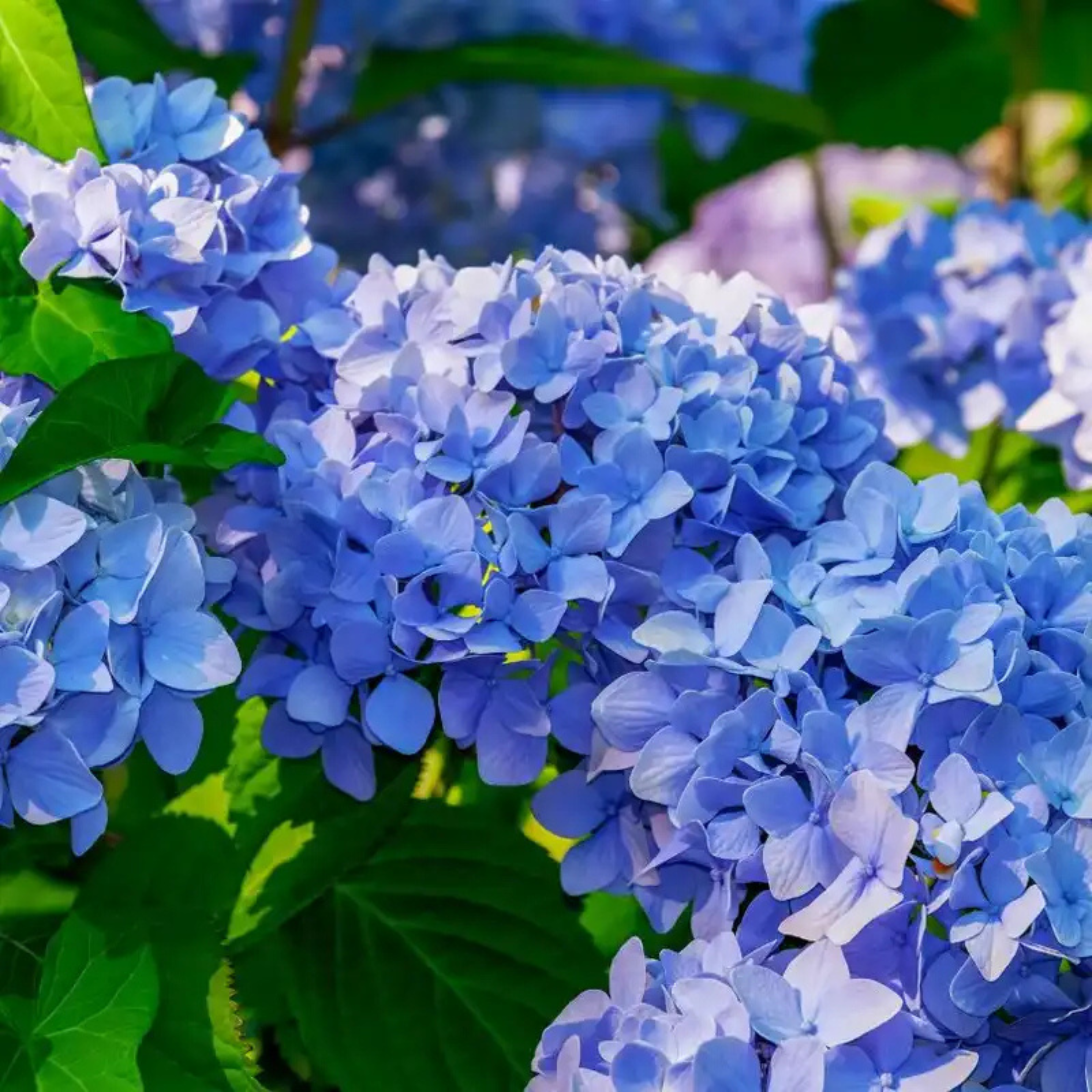 Hydrangea Blue (Hydrangea macrophylla) Flowering Live Plant