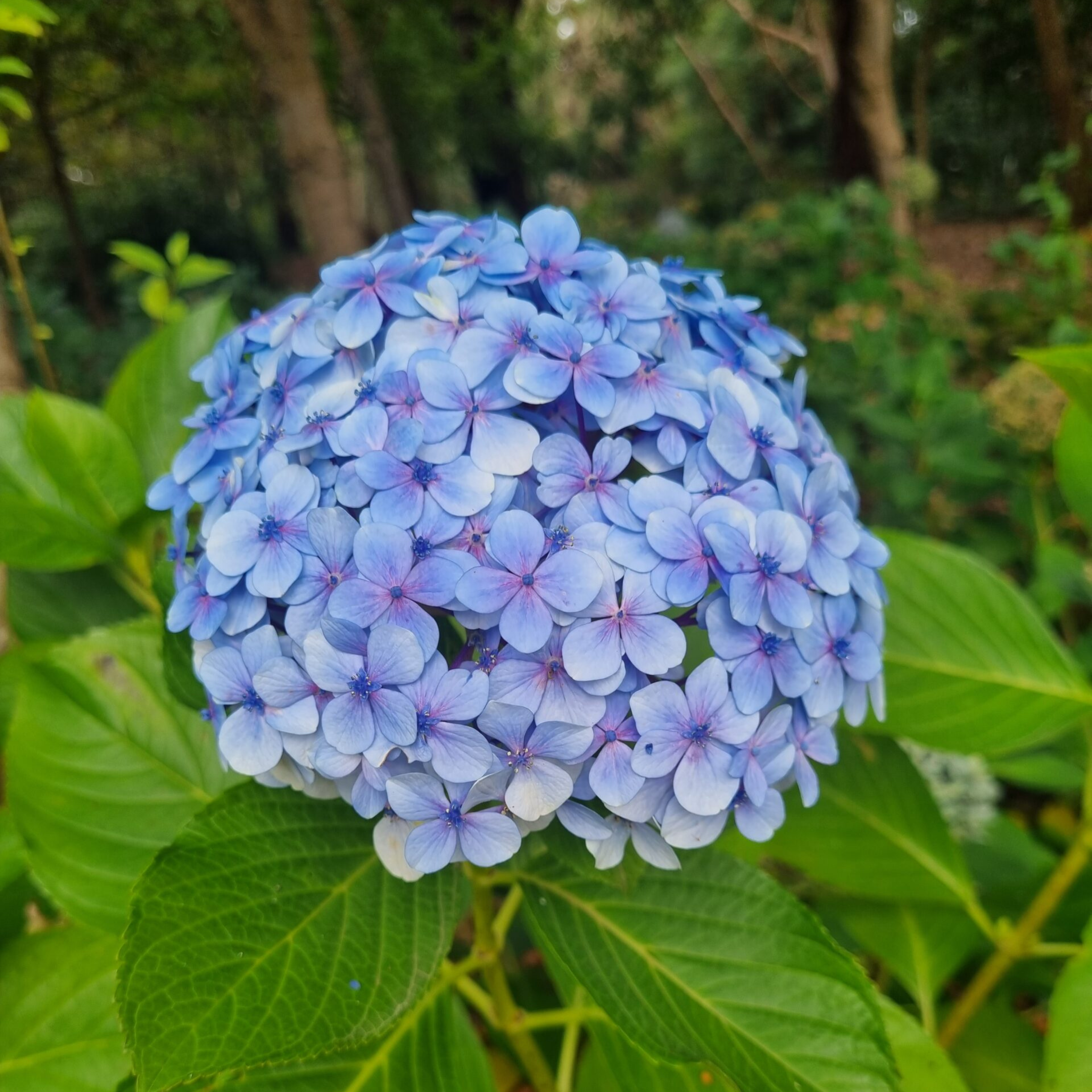 Hydrangea Blue (Hydrangea macrophylla) Flowering Live Plant