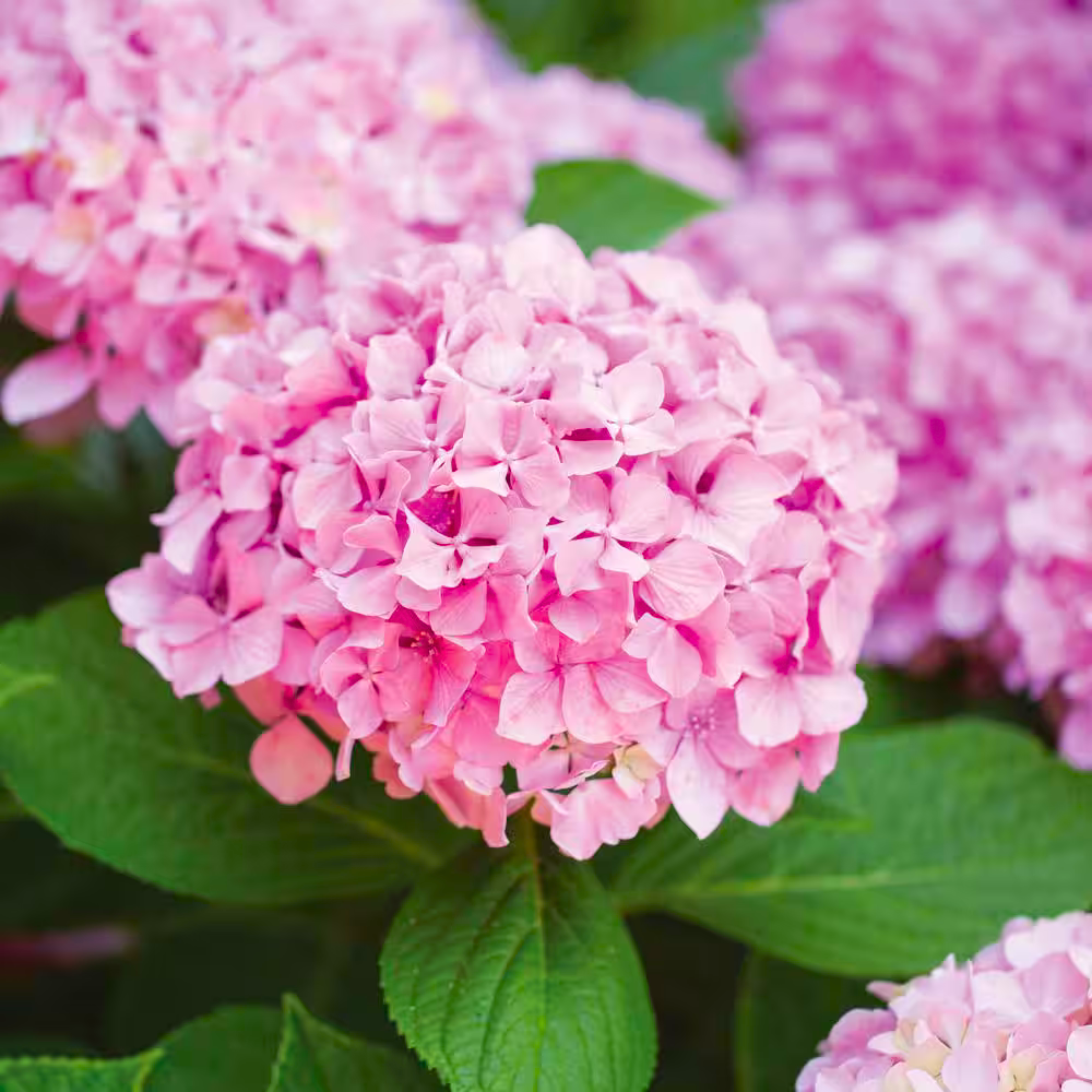 Hydrangea Pink (Hydrangea macrophylla) Flowering Live Plant
