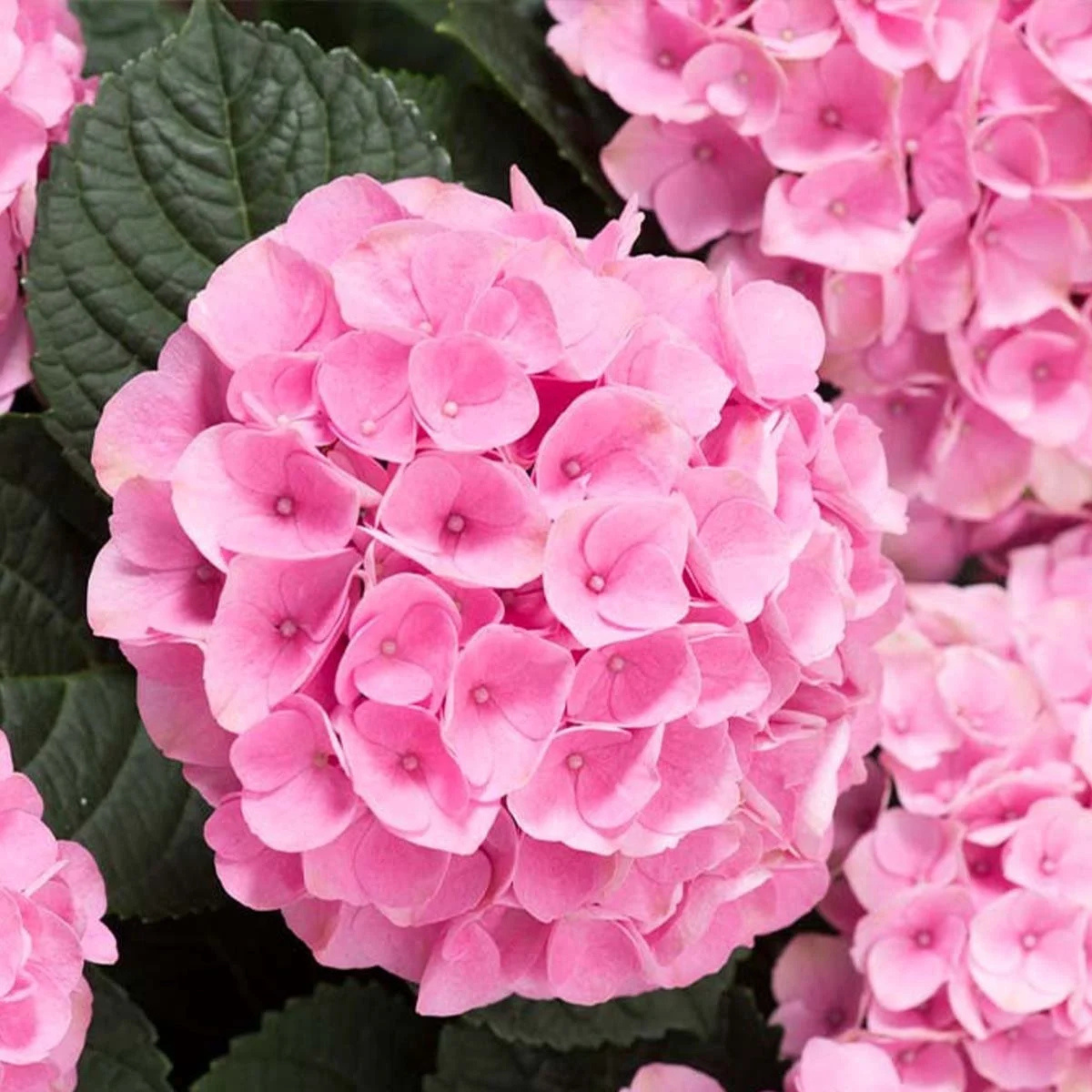 Hydrangea Pink (Hydrangea macrophylla) Flowering Live Plant
