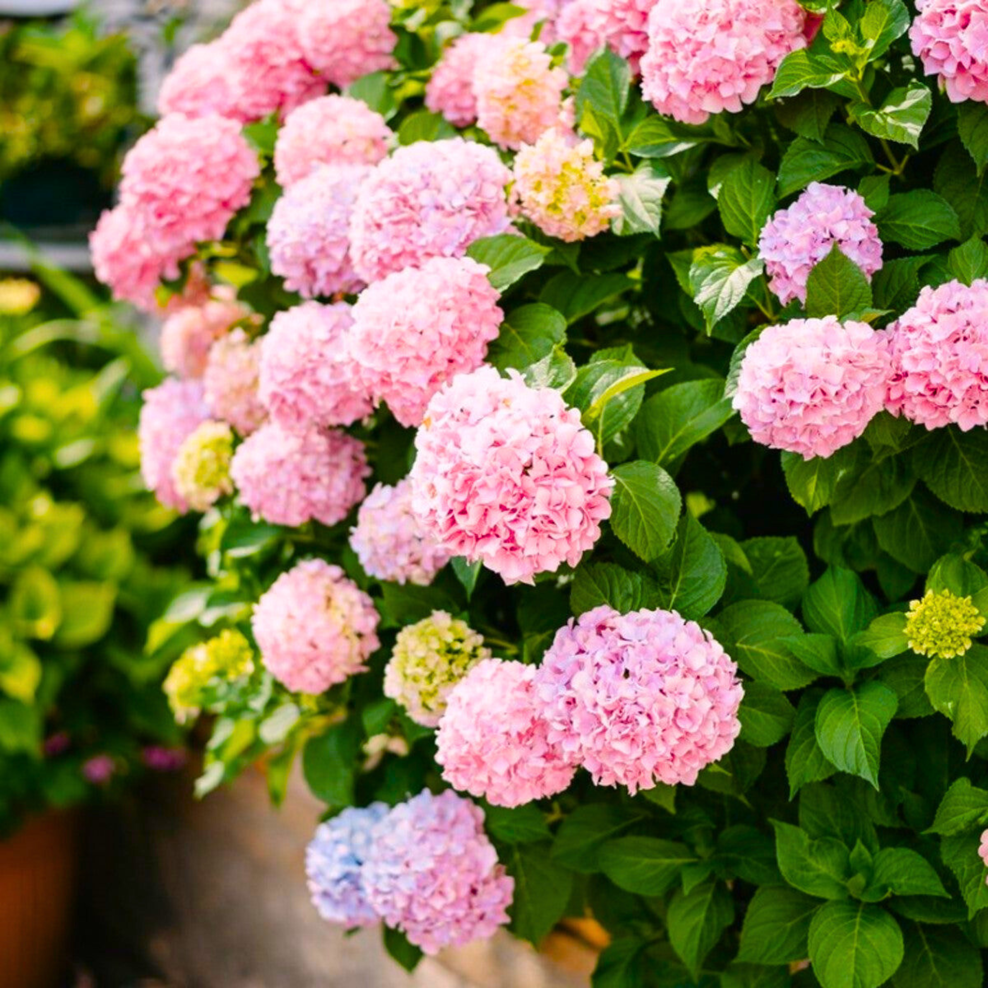 Hydrangea Pink (Hydrangea macrophylla) Flowering Live Plant