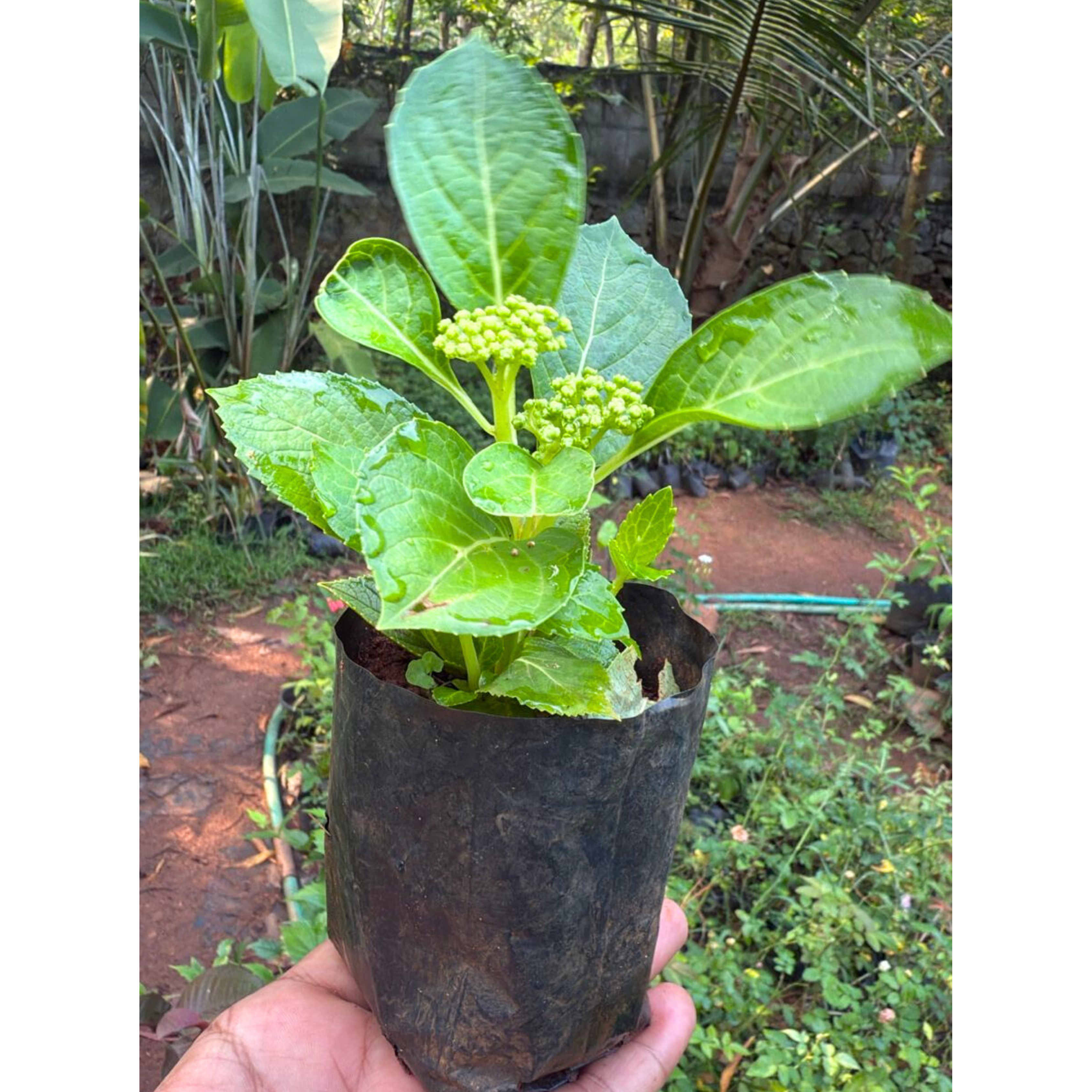 Hydrangea Blue (Hydrangea macrophylla) Flowering Live Plant
