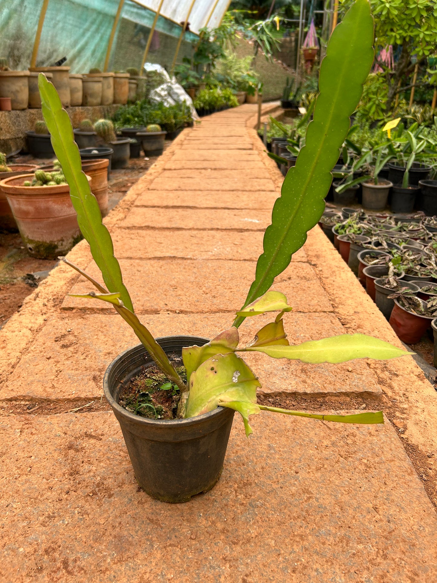 Brahma Kamal - White (Saussurea obvallata) Flowering Live Plant