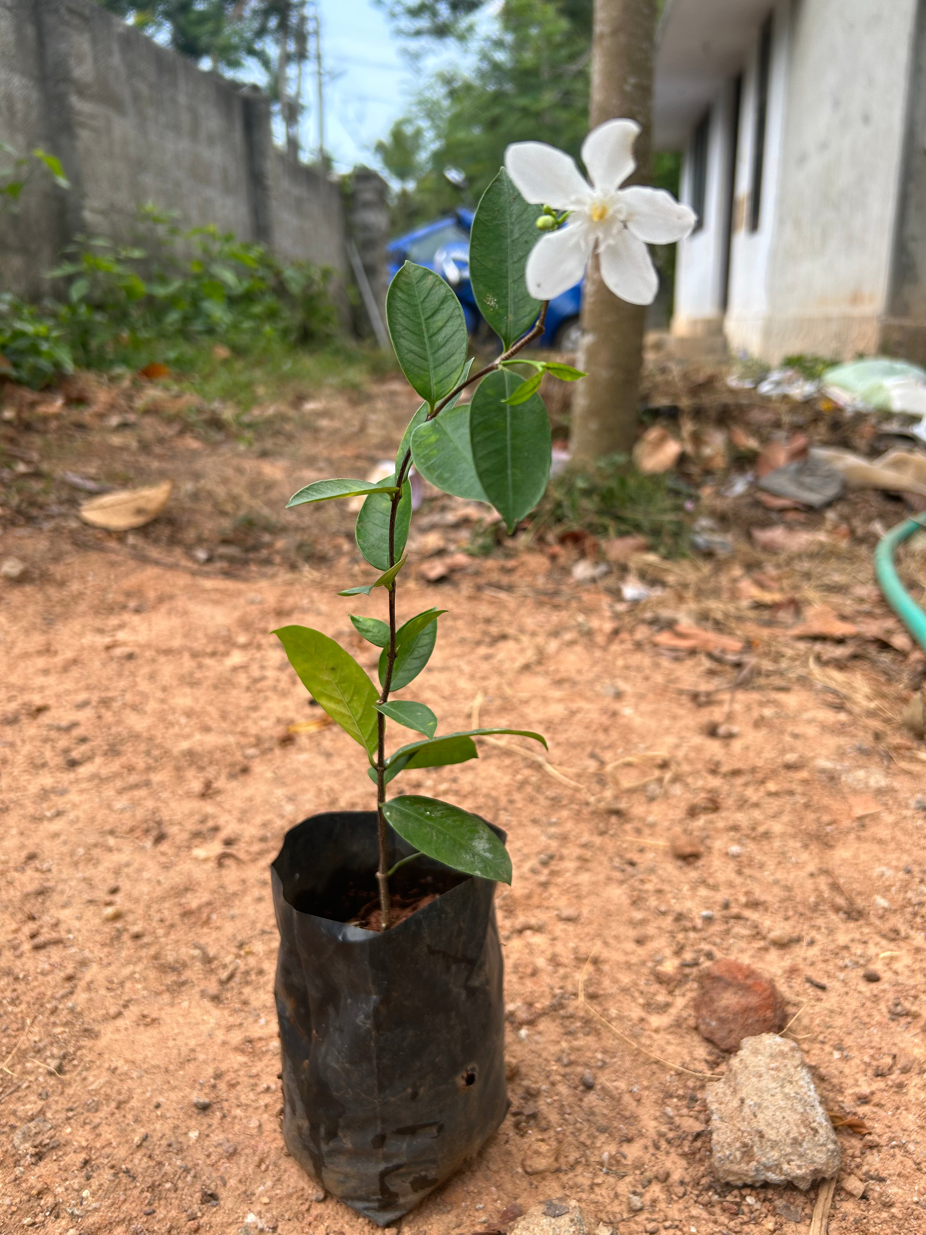 Ceylon Jasmine Fragrant (Wrightia Antidysenterica) Flowering Live Plant