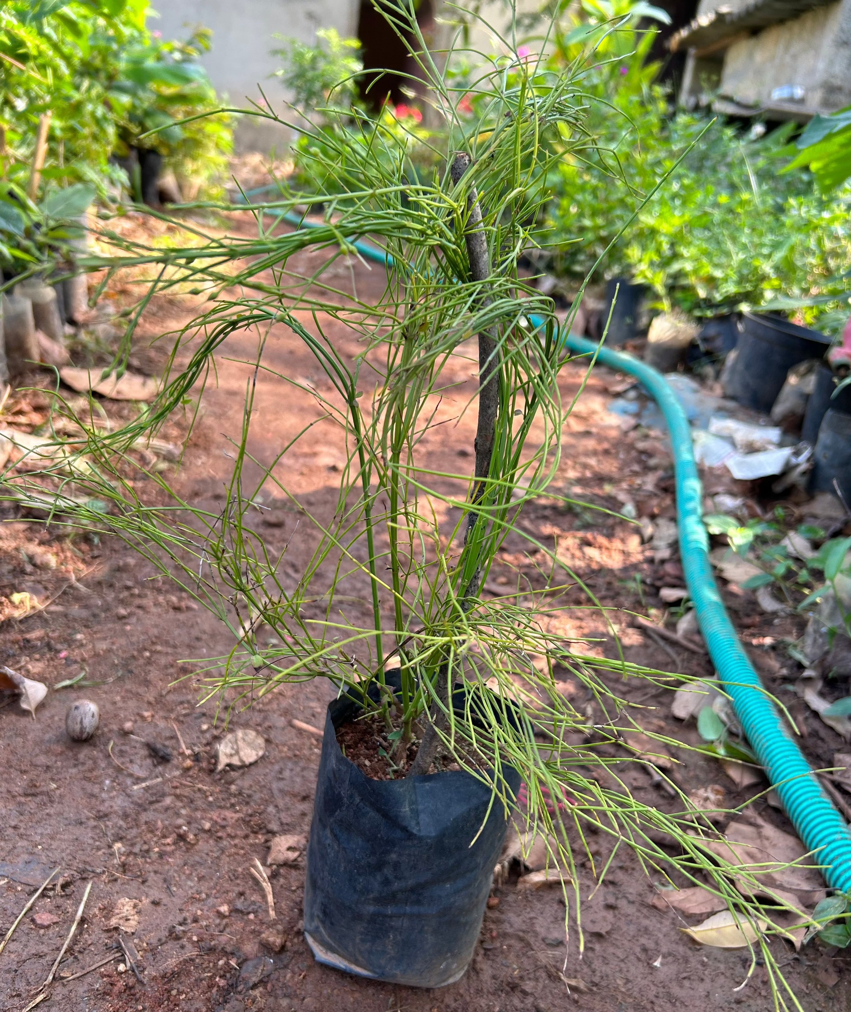 White Firecracker (Russelia equisetiformis) Flowering Live Plant