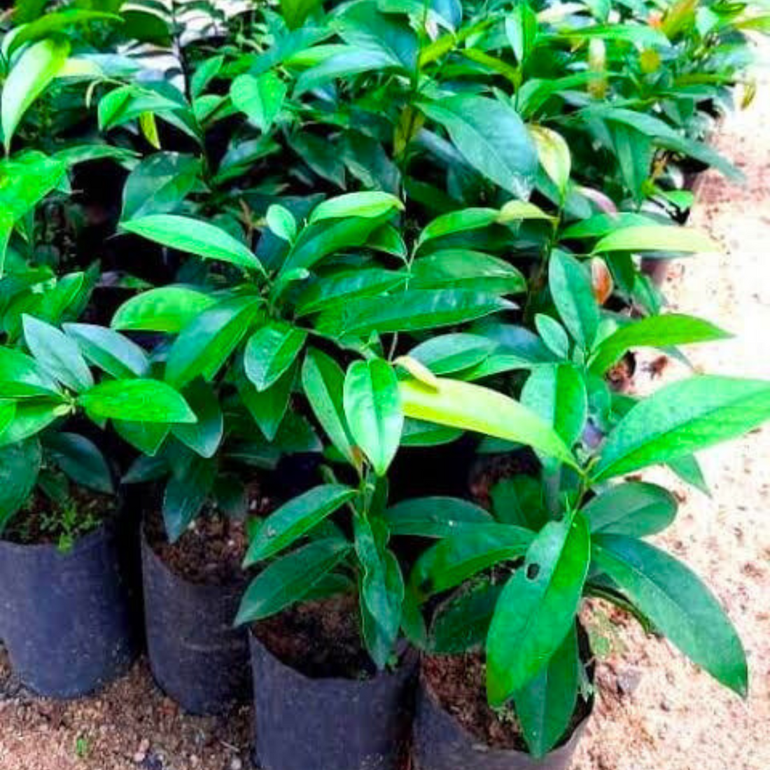 Indian Ebony Tree (Diospyros ebenum) Highly Fragrant Flowering Live Plant