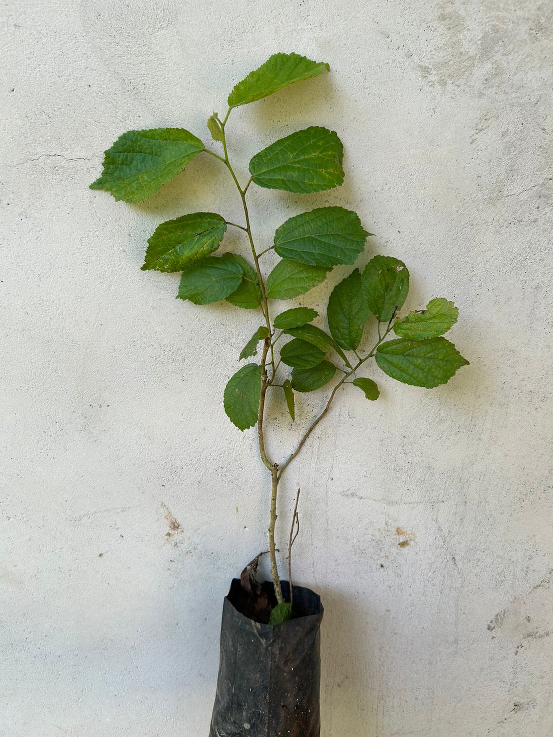 Indian Screw Tree (Helicteres isora) Live Plant