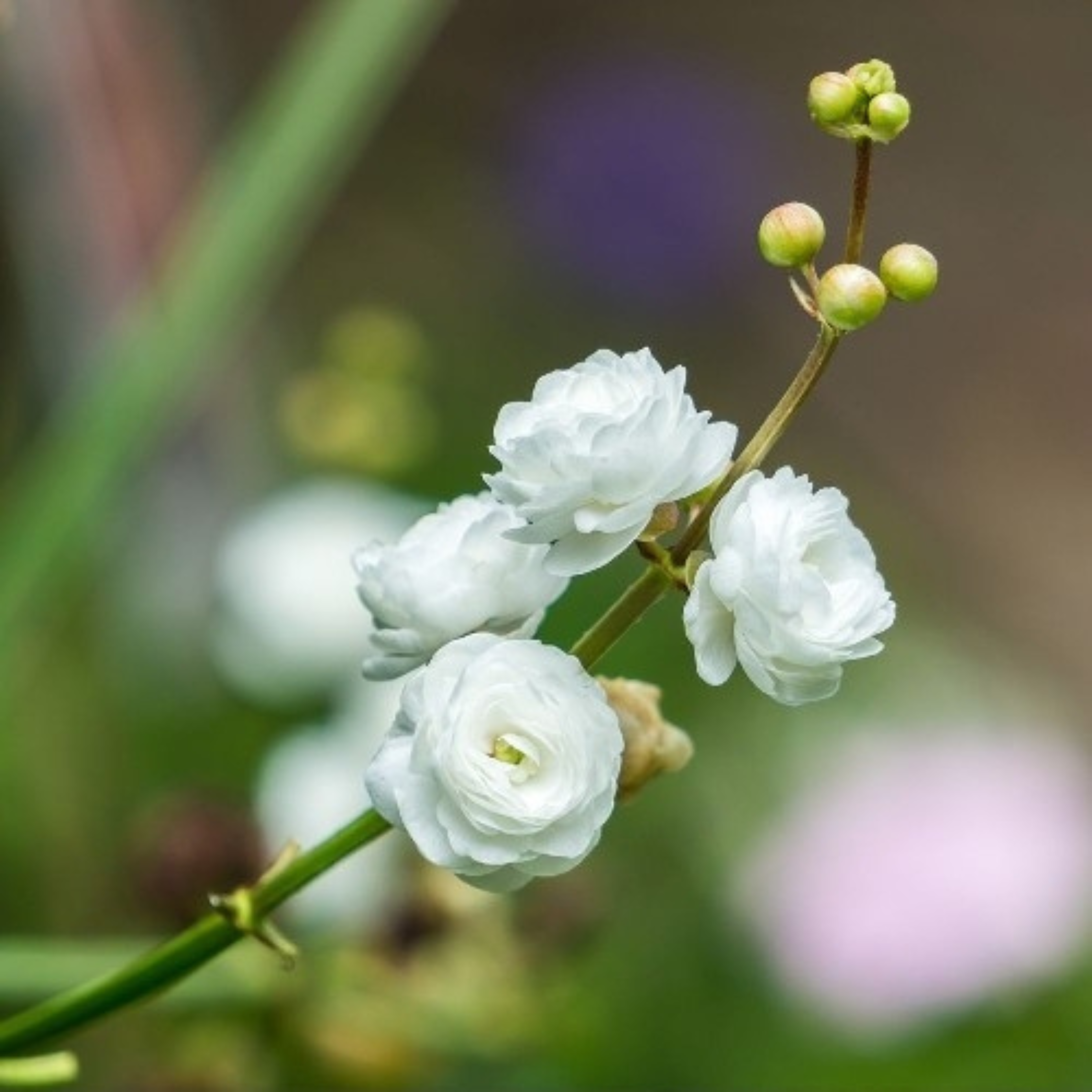 Japonica Sagttaria Aquarium Live Plant