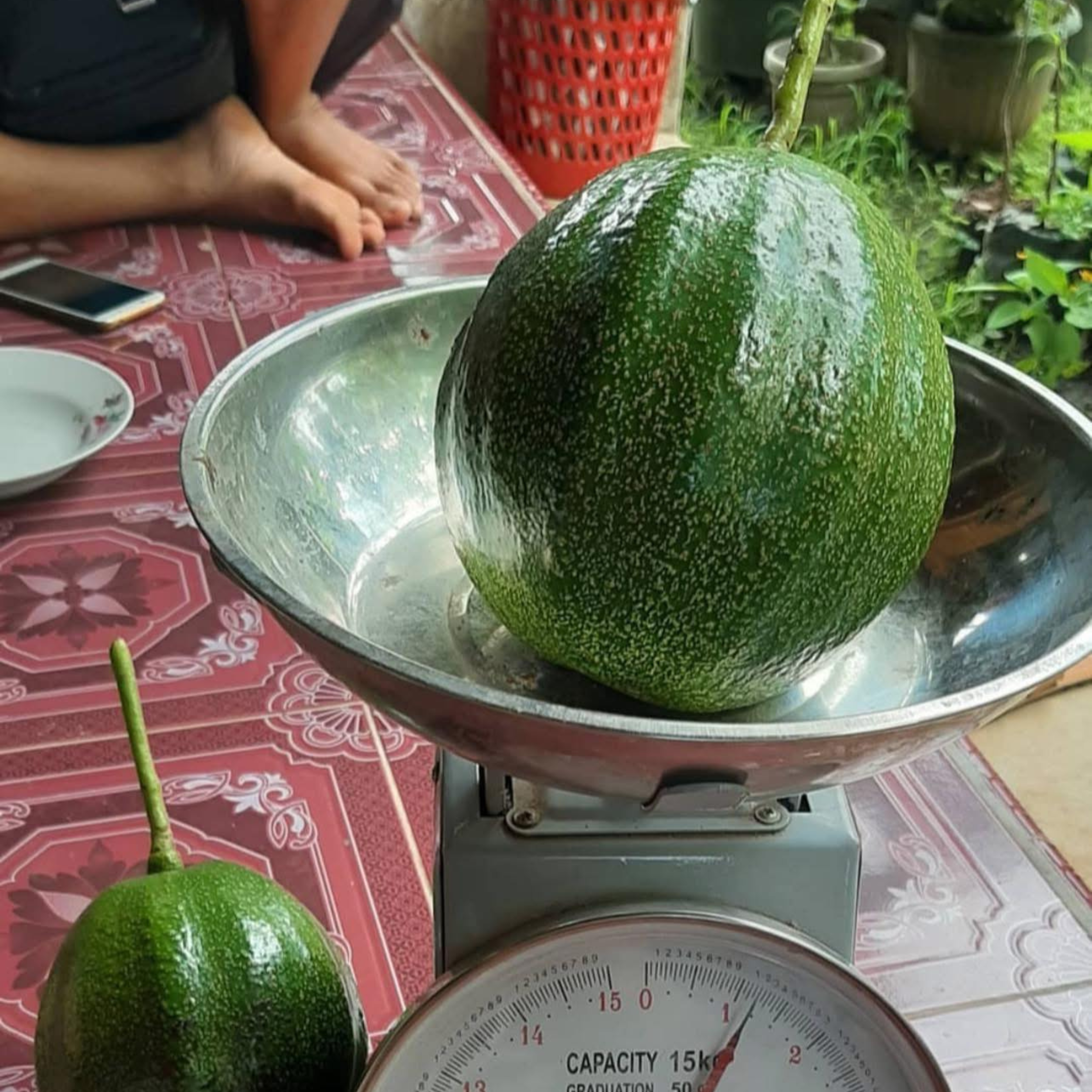 Kendil Avocado (Persea americana) Grafted Live Plant