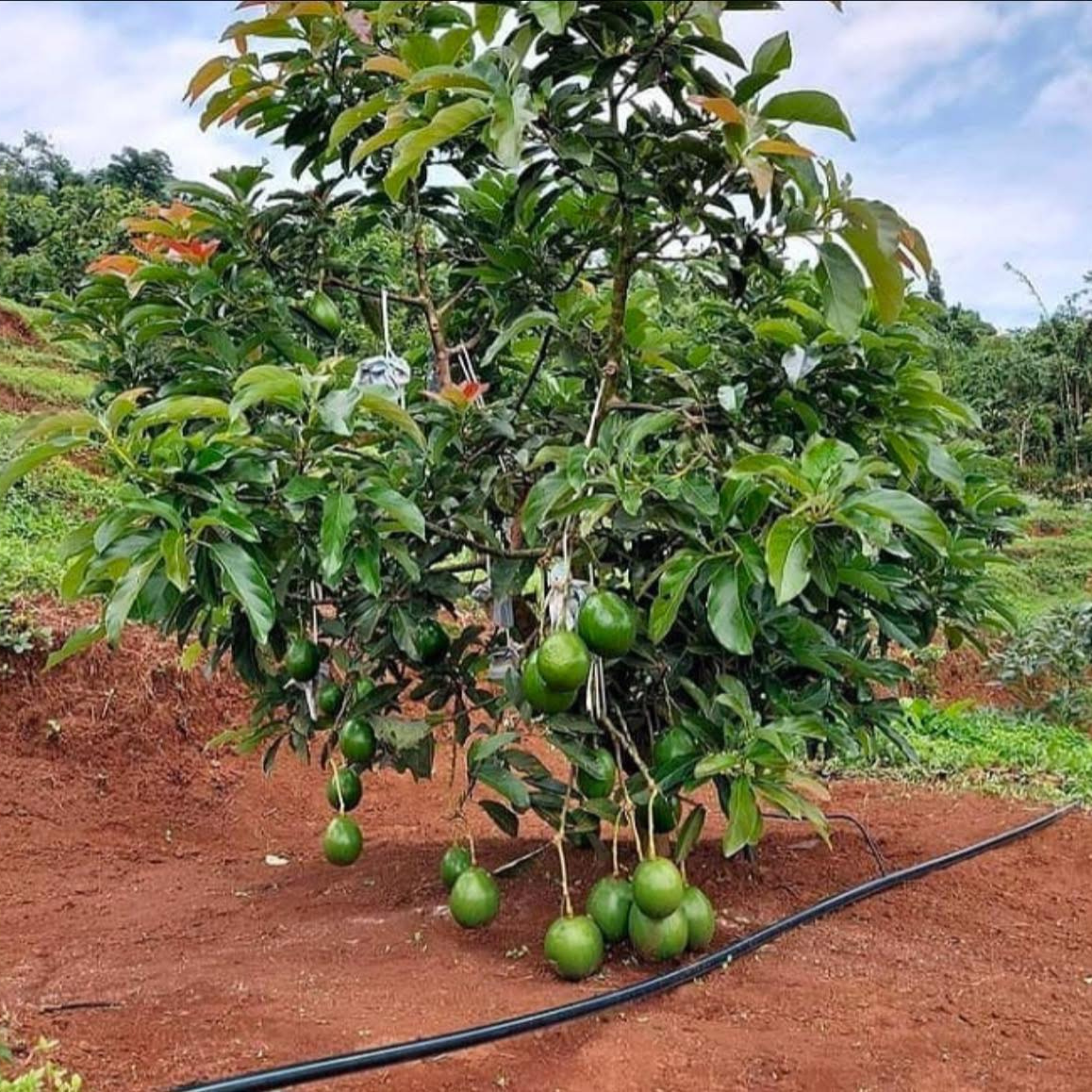 Kendil Avocado (Persea americana) Grafted Live Plant